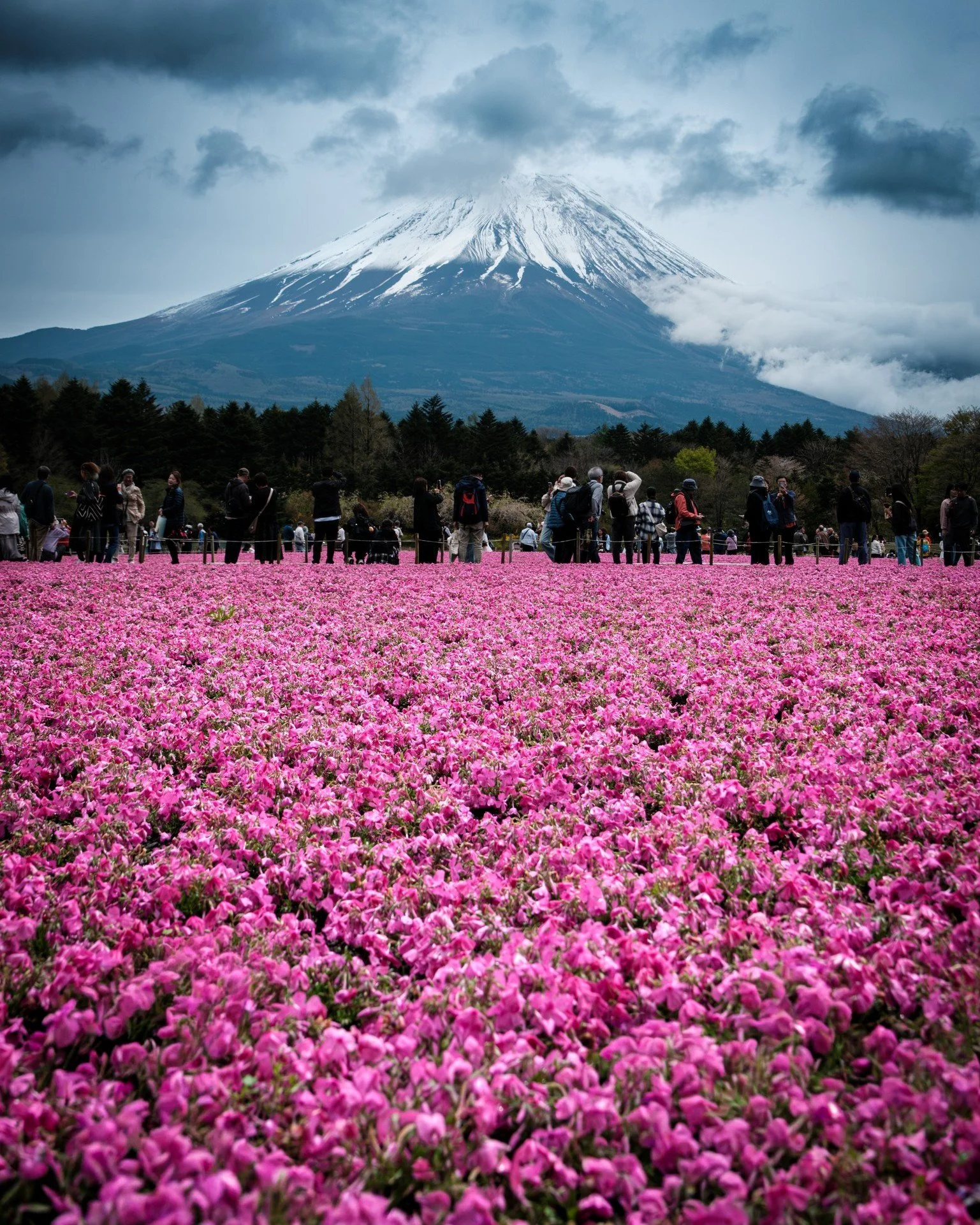 Pink moss phlox at the base of Mt Fuji.

Fuji Shibazakura Festival was a bucket list stop for me. The weather didn&rsquo;t exactly cooperate, and I almost missed Mt Fuji behind the heavy cloud cover &mdash; but in the end, the clouds gave the scene a