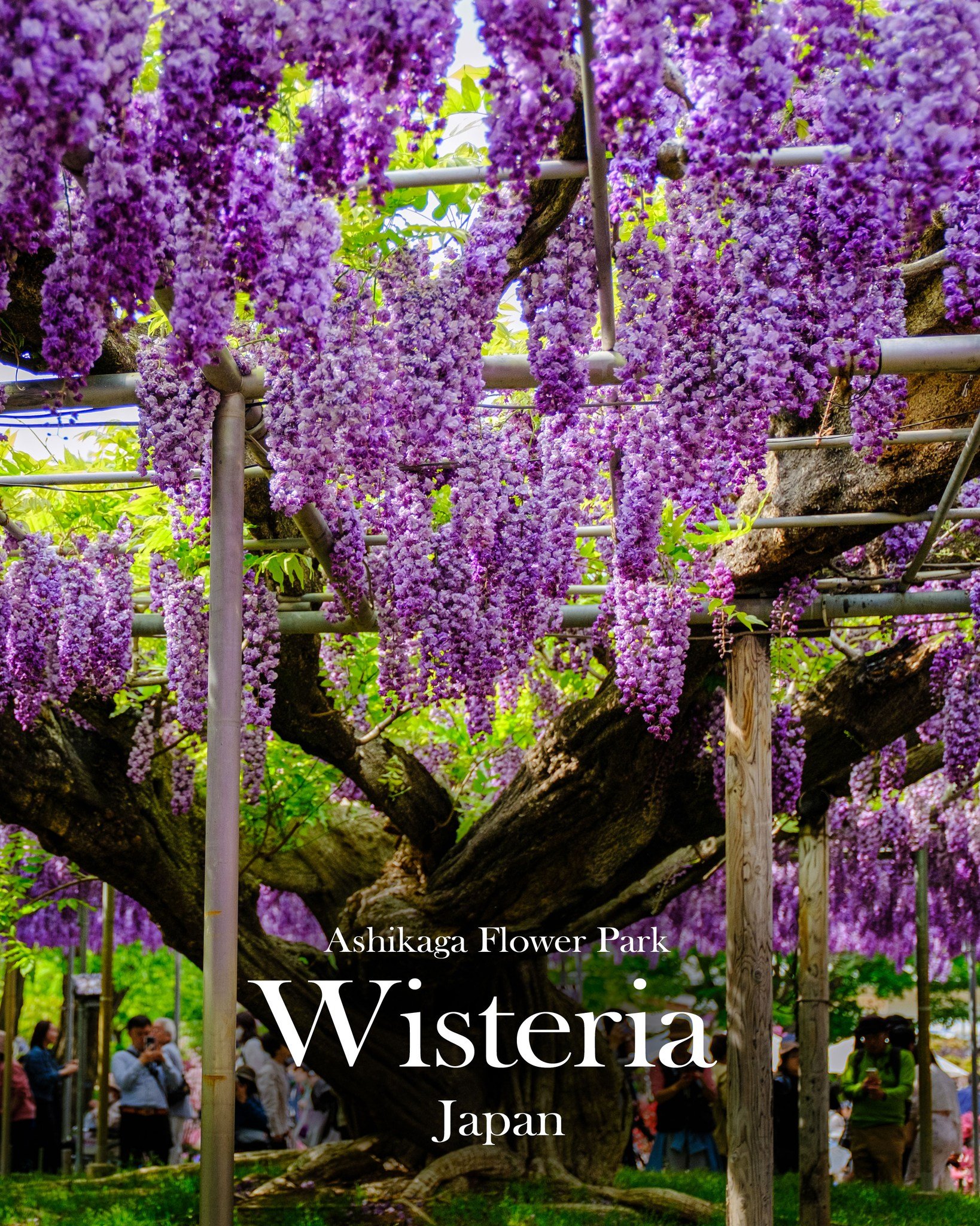 Ashikaga Flower Park, Japan

Ashikaga Flower Park had been on my travel list since the start of 2018.

Come start of 2020, flights, accommodation and car hire were all booked&hellip; and then the pandemic hit. Like so many plans from that time, it al