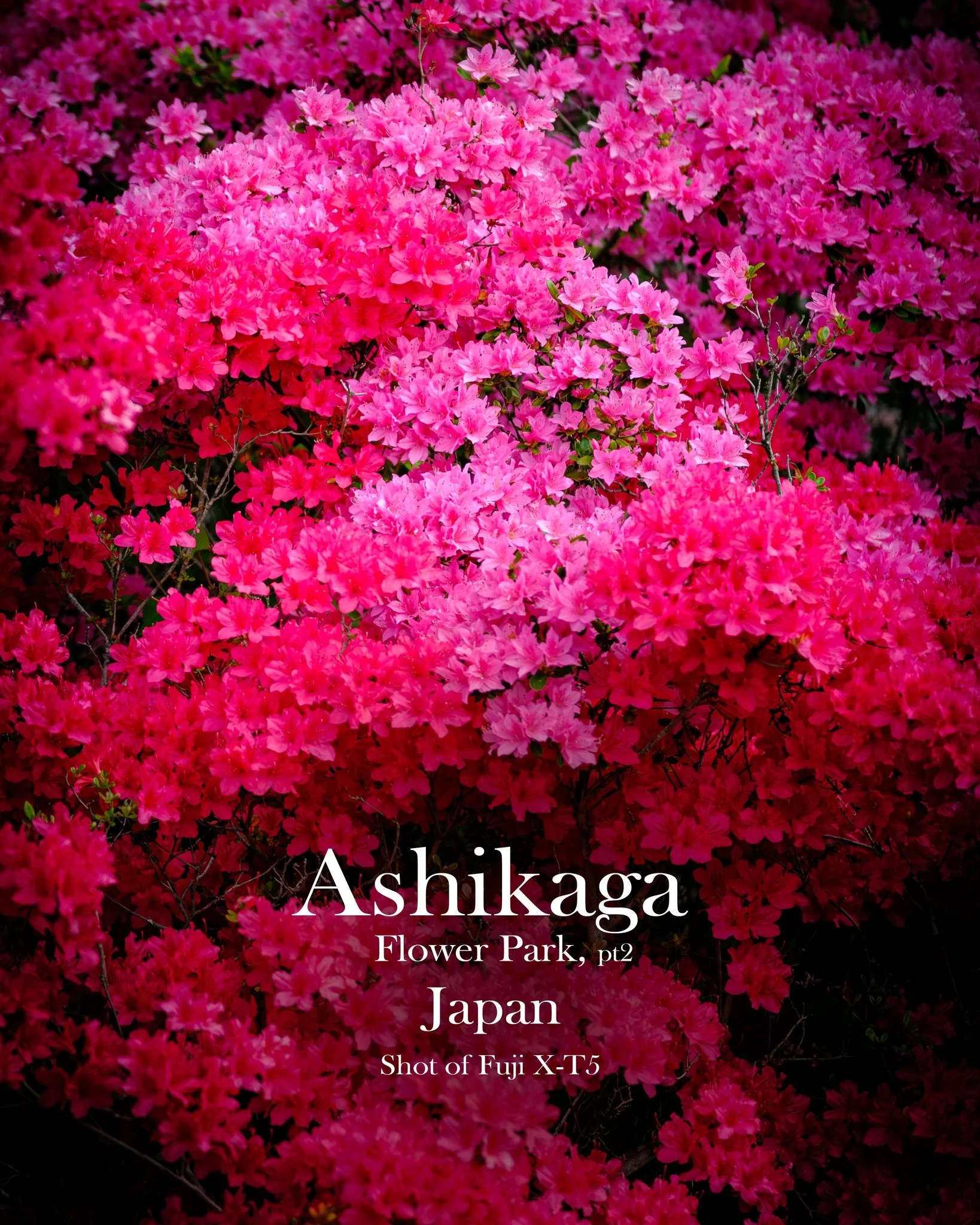 Ashikaga Flower Park, pt 2.

It wasn&rsquo;t just the famous wisteria tunnels that made this place unforgettable. It was the layers of it all &mdash; purple wisteria hanging like curtains, white blooms glowing overhead, bright azaleas everywhere, and