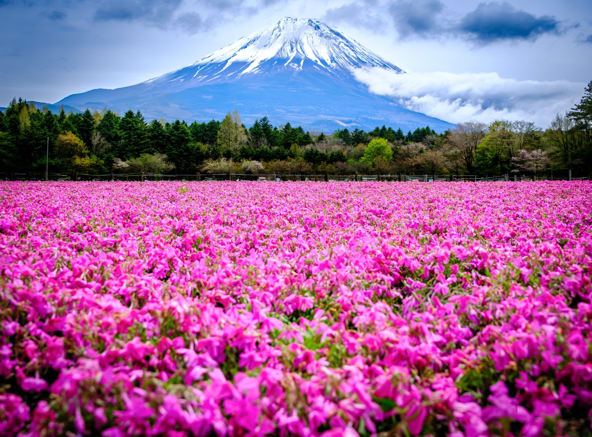 Mt Fuji finally showing itself above a sea of pink shibazakura.

The clouds never fully disappeared, but I think that added to the drama &mdash; a little mood, a little mystery, and just enough of Fuji to make the whole scene feel unreal.

Fuji Shiba