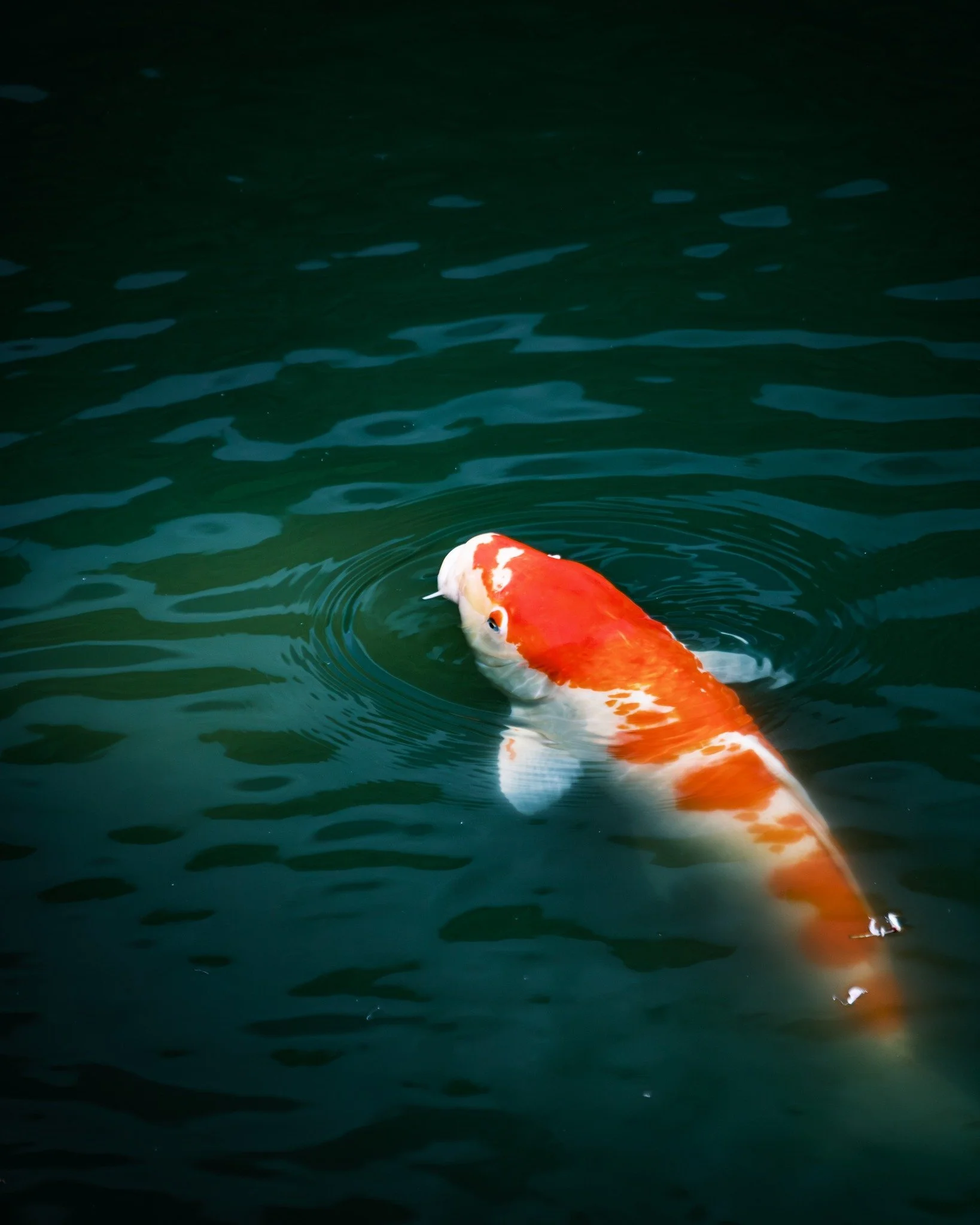 Kameido Tenjin Shrine, Tokyo.

When I was growing up, my parents built a koi pond in our backyard. I&rsquo;d sit by the dining room window watching them glide through the water, completely still in myself for a moment. Seeing this koi at Kameido Tenj