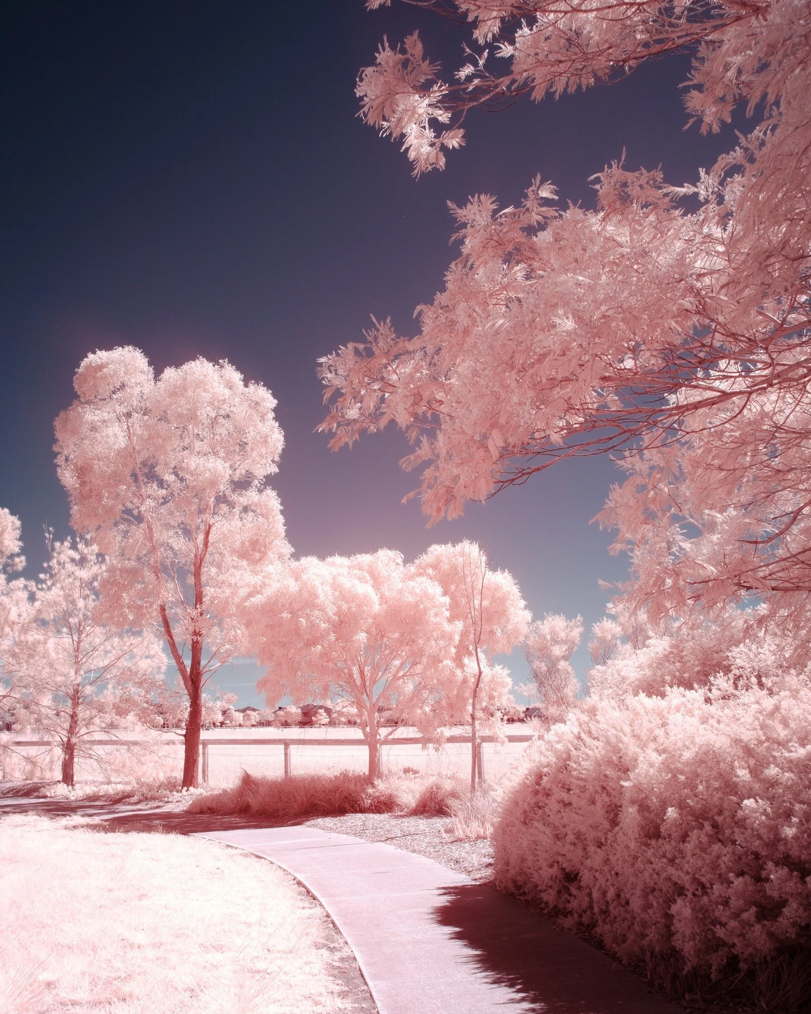 Infrared Experiments.  Which do you prefer colour or black and white?

Experiments in black and white and colour infrared (IR) photography.  Shot with a IR modified Fujifilm X-T30 II.  630 IR pass filter, processed in lightroom and photoshop.

I have