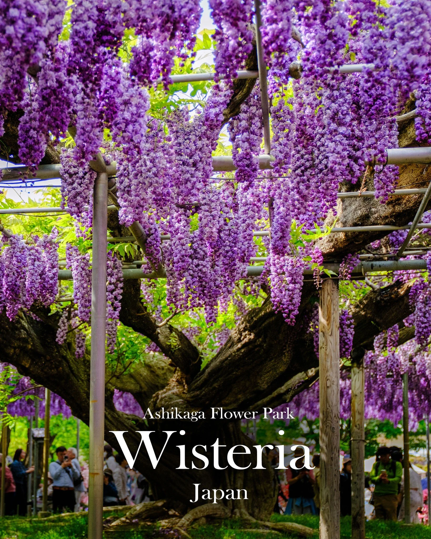 Ashikaga Flower Park, Japan

Ashikaga Flower Park had been on my travel list since the start of 2018.

Come start of 2020, flights, accommodation and car hire were all booked&hellip; and then the pandemic hit. Like so many plans from that time, it al