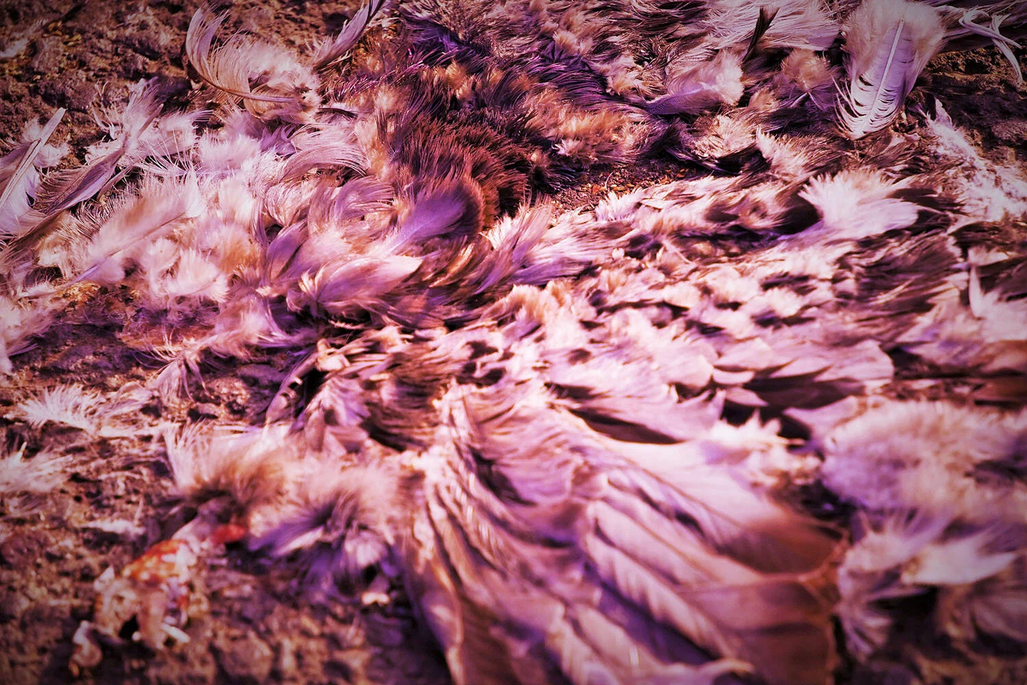 essay / photo: katalin pusztaszeri