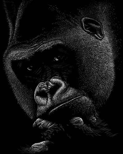 gorilla.jpg