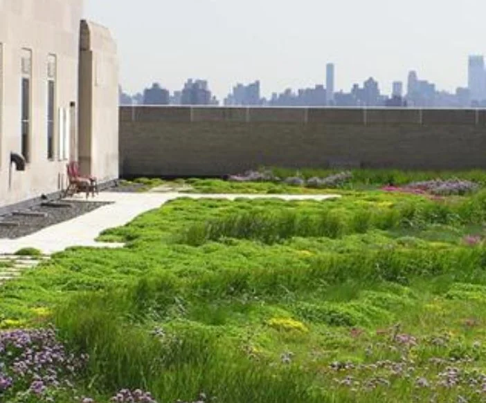 SCC Green Roof Pic for WS.JPG