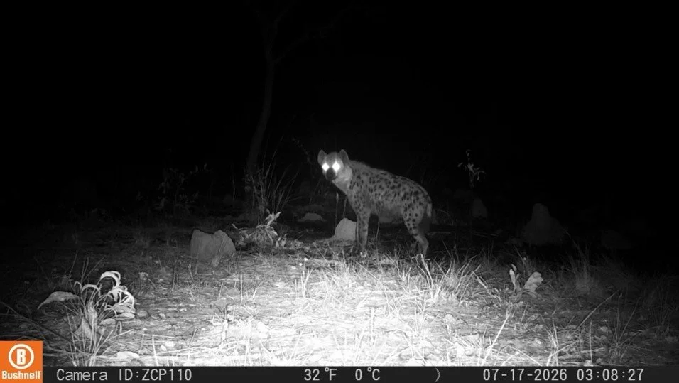 Spotted Hyena recorded in the West Lunga National Park for the first time in 20 years