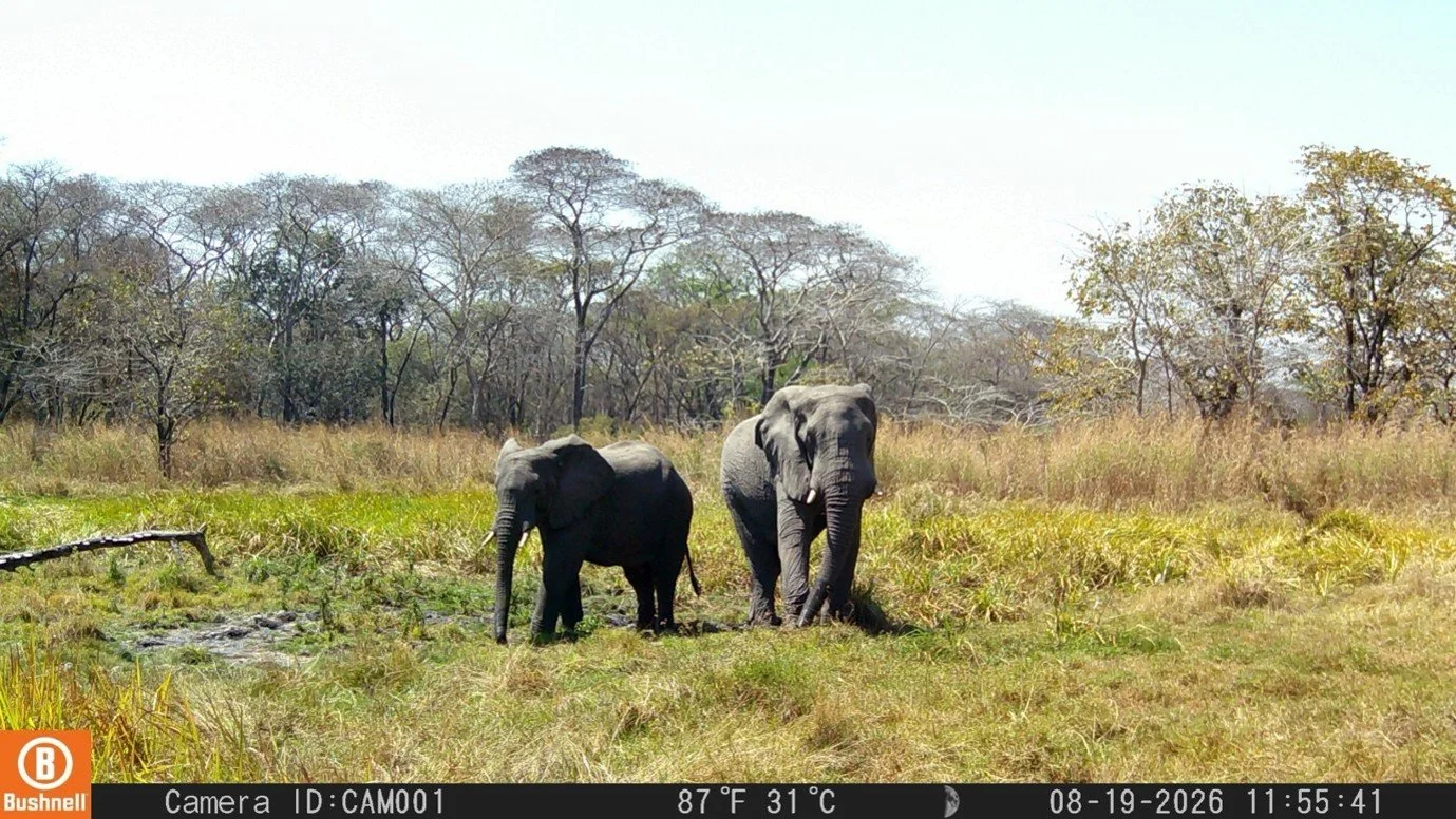 Elephant in West Lunga NP.jpg