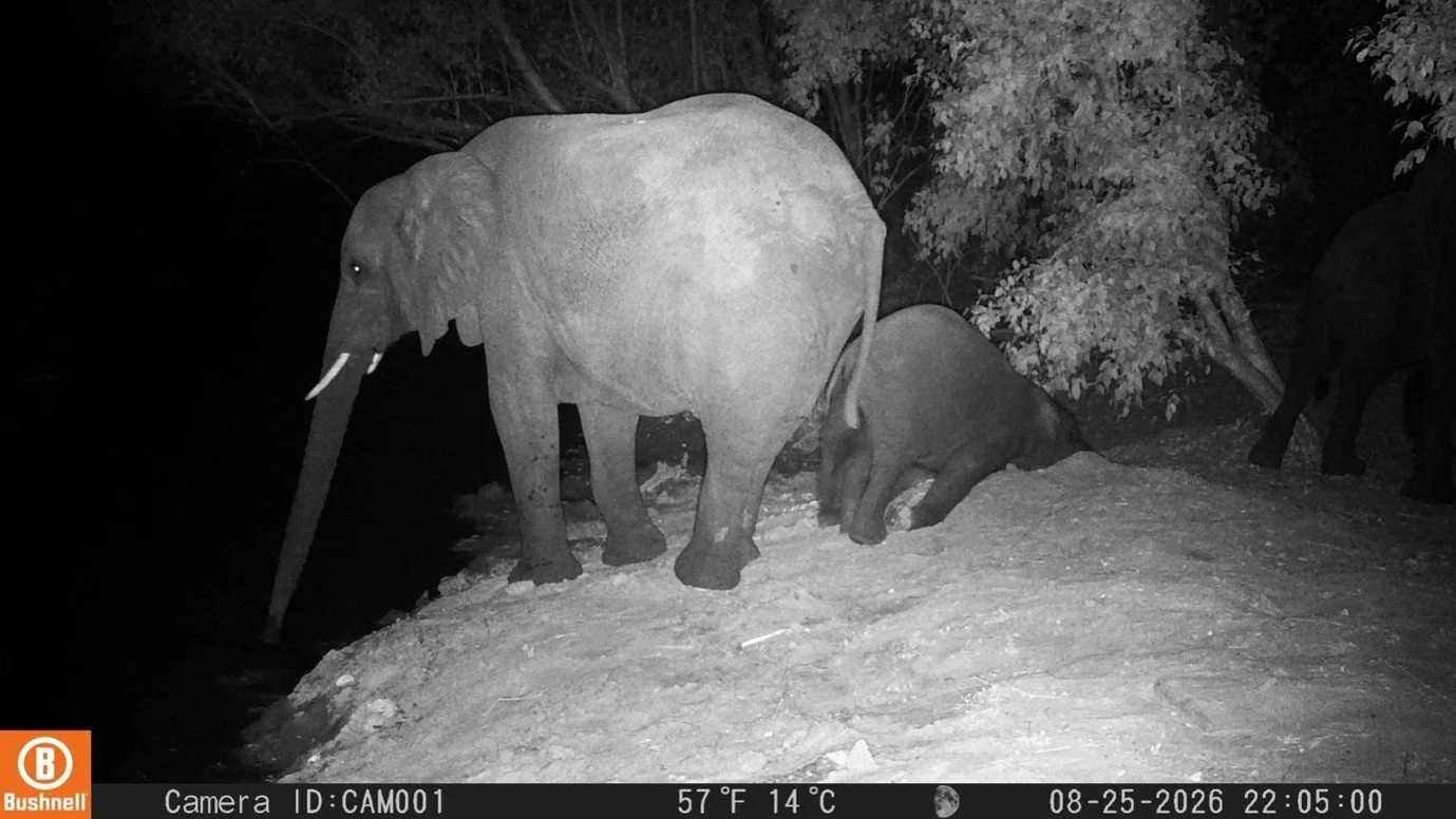 Elephant in West Lunga NP2.jpg