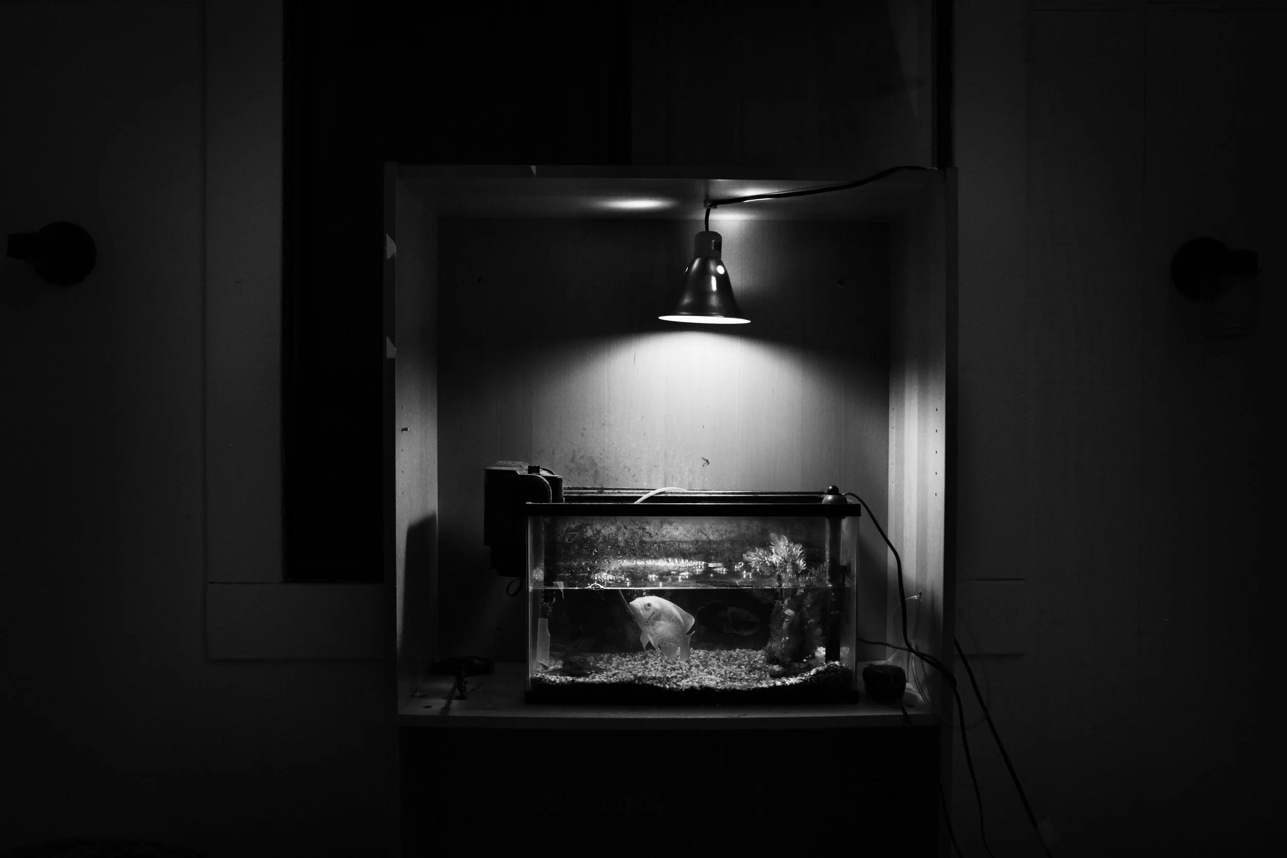  A fish tank in Shanon's rehab center. 