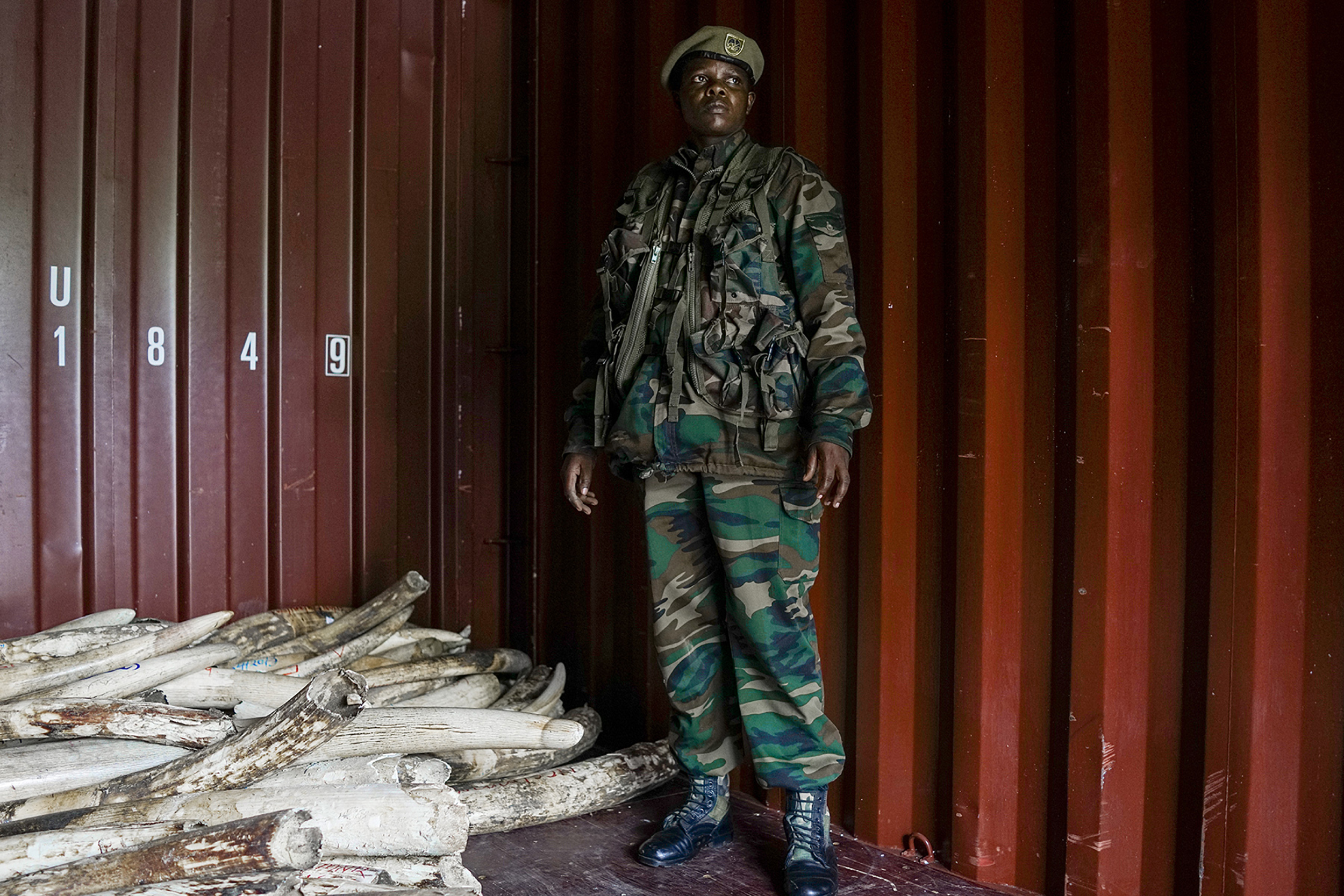 A soldier stands next to a pile of confiscated elephant tusks at the Kenya Wildlife Services headquarters in Nairobi in , on April 15, 2016. 100 tonnes of ivory, and 1.35 tonnes of rhino horn will be burnt on April 30th 2016 to protest animal poachi