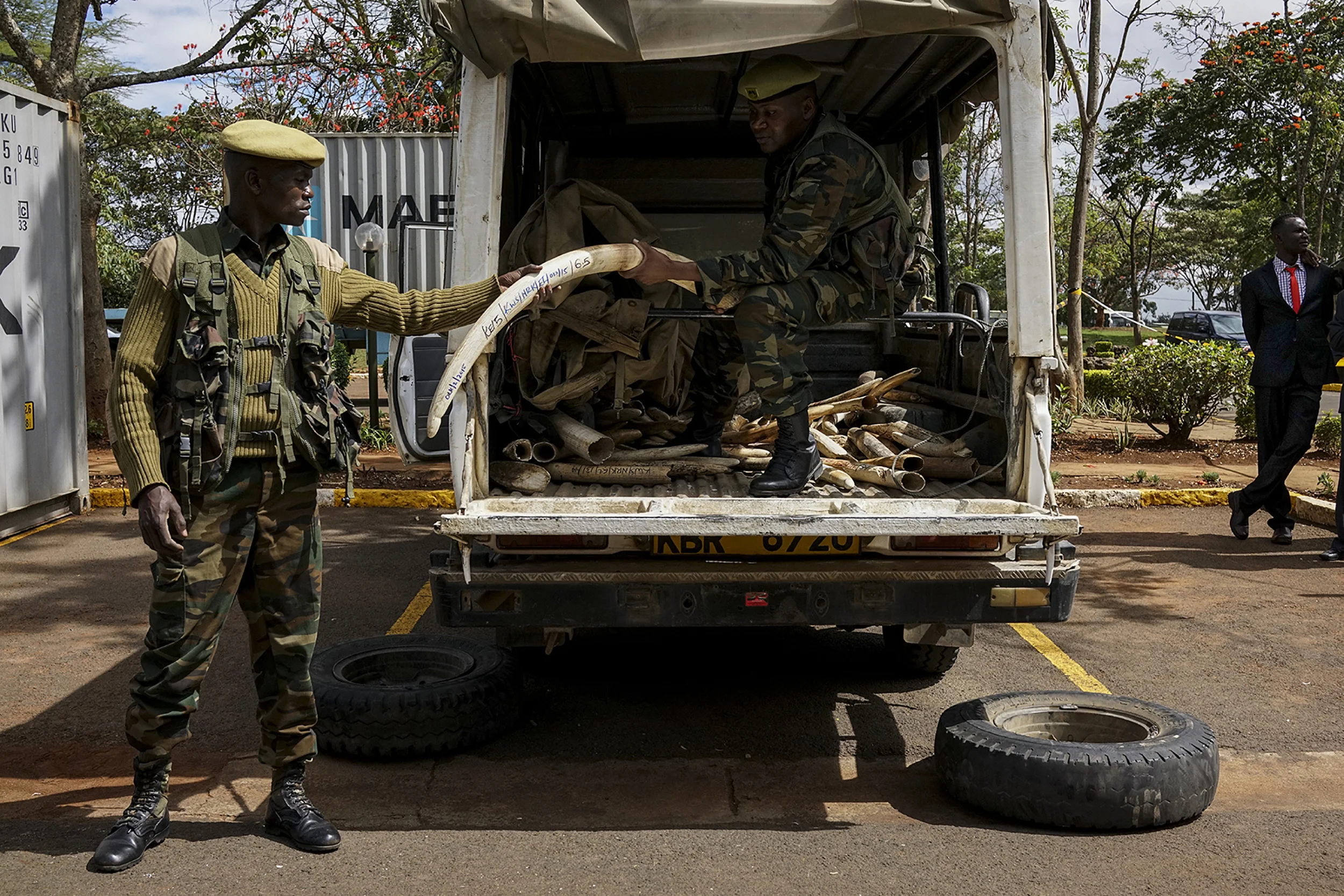 Truckloads of confiscated elephant tusks are unloaded by soldiers to containers at the Kenya Wildlife Services headquarters in Nairobi in , on April 15, 2016. 100 tonnes of ivory, and 1.35 tonnes of rhino horn will be burnt on April 30th 2016 to pro
