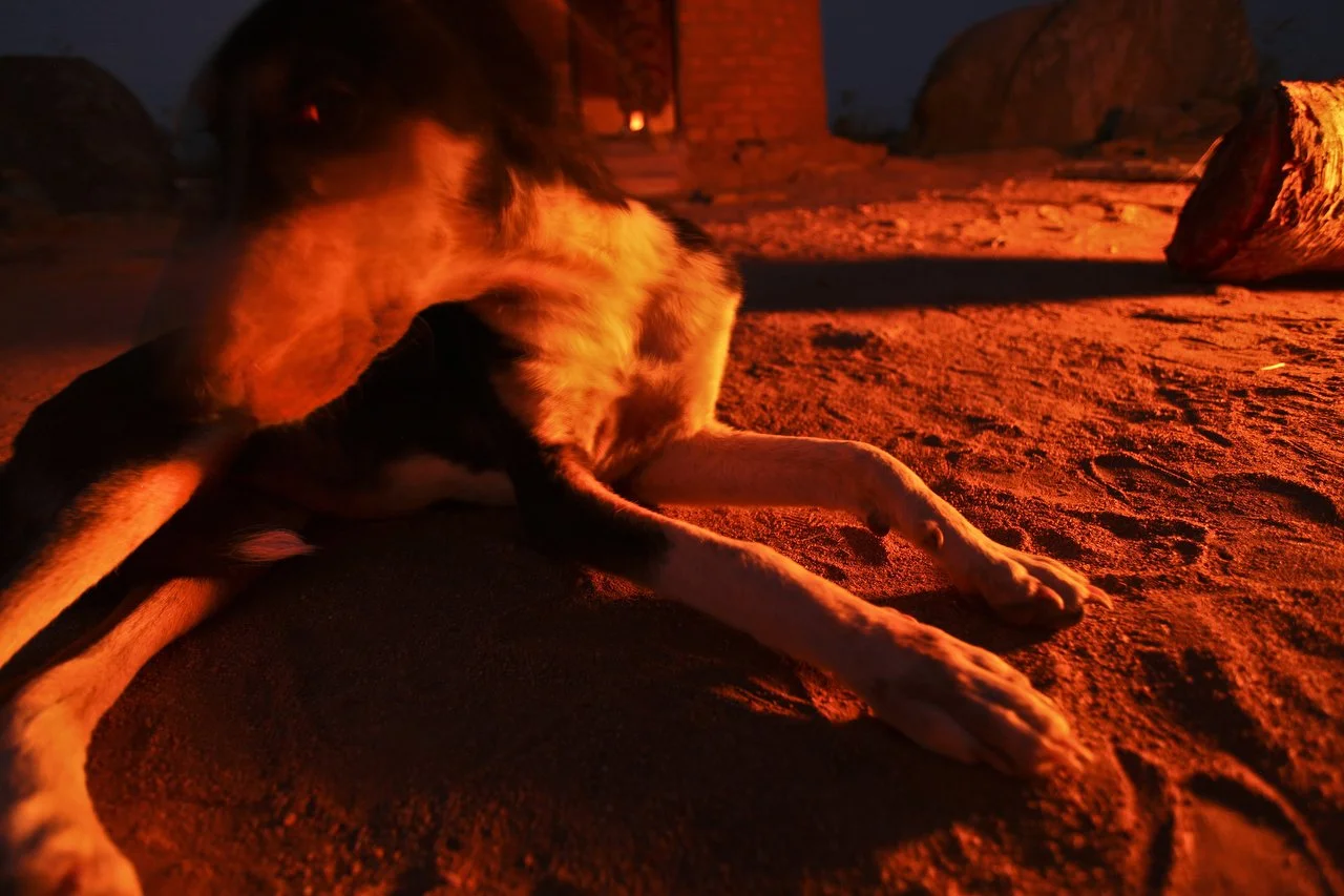  A dog sits by the fire at night in a village, located in the region of Bakita in Zimbabwe. The village is about a 40 minute hike from the closest shops. Thousands of Zimbabwean refugees crossed the border to South Africa to escape political turmoil,