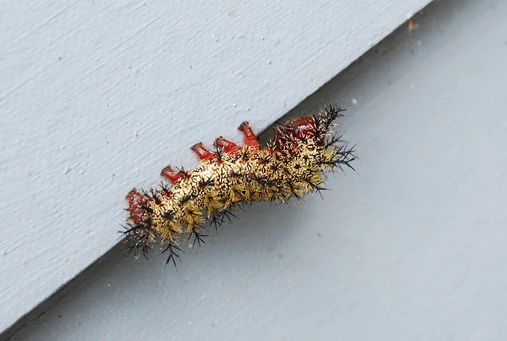 Photography_Caterpillar.jpg