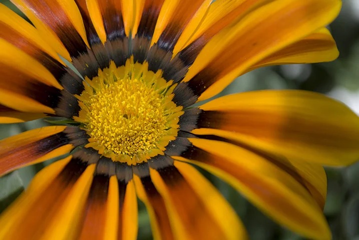 Photography_Flower_2.jpg