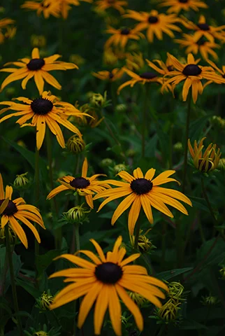 Photography_Flowers_1.jpg