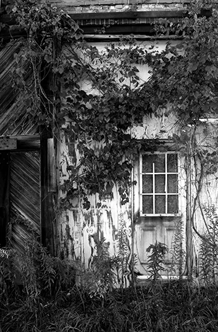 Photography_OvergrownDoor_1.jpg