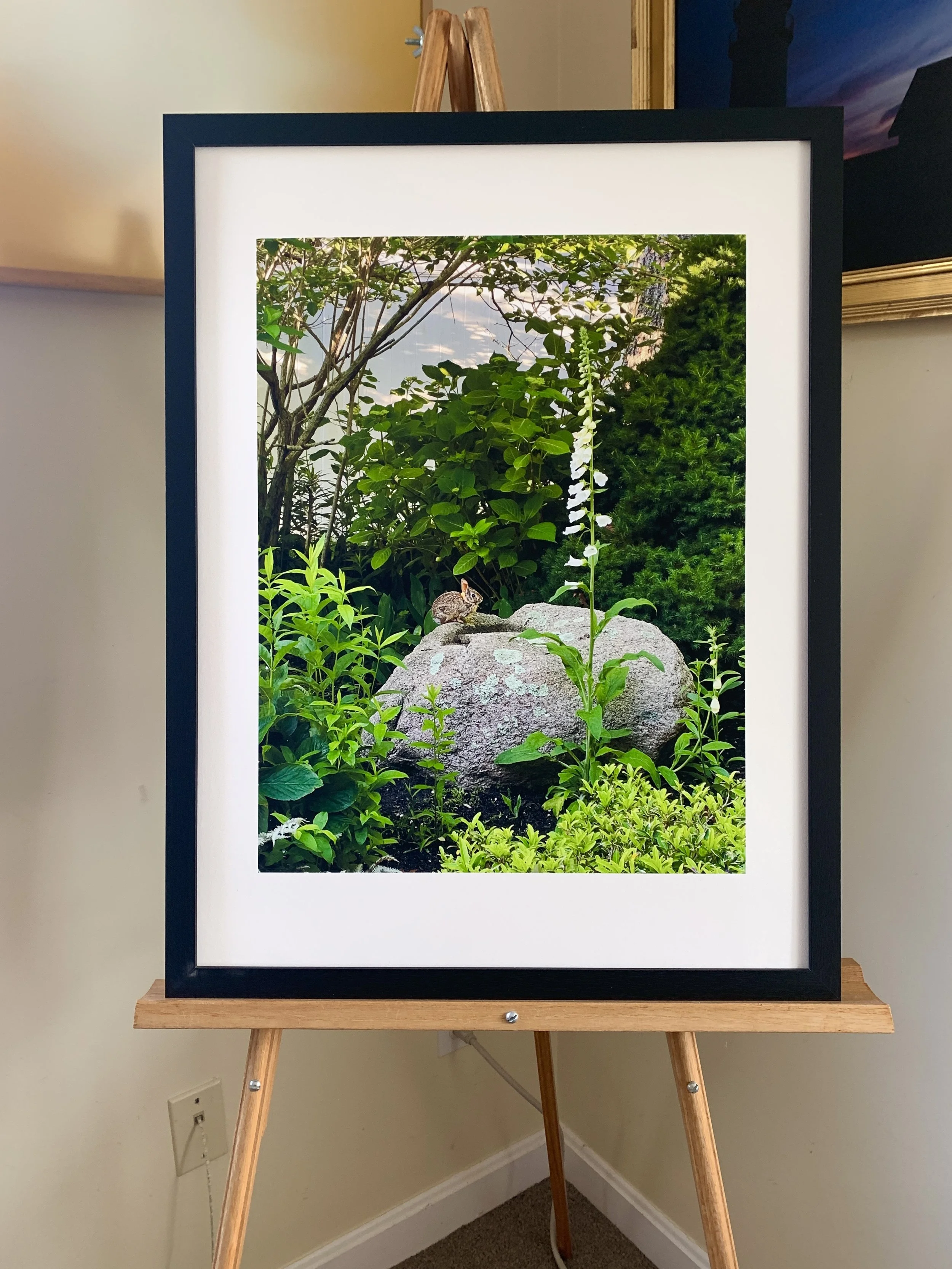 Rabbit - East Falmouth - by Kathleen Casey
