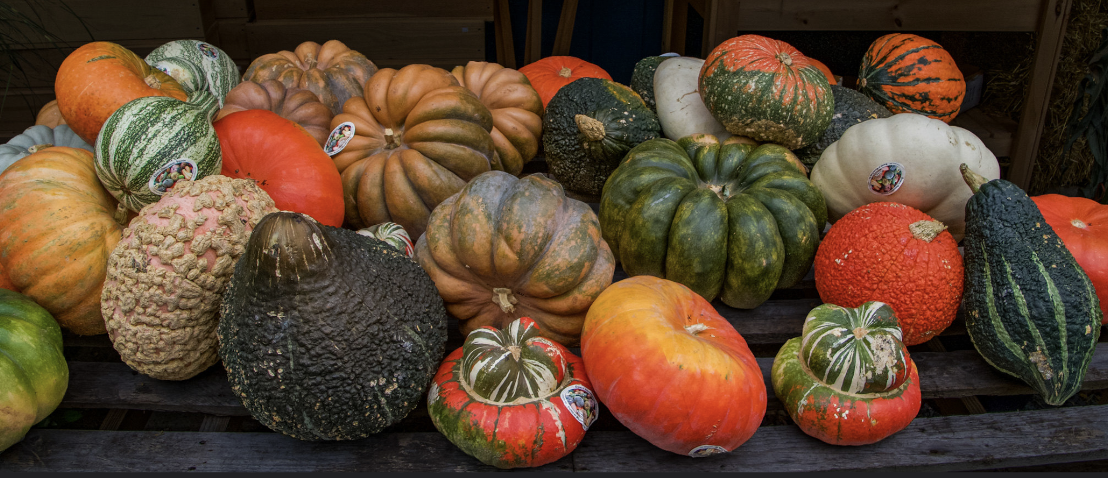 9 harvest collection of colors weeks Flickr 260926
