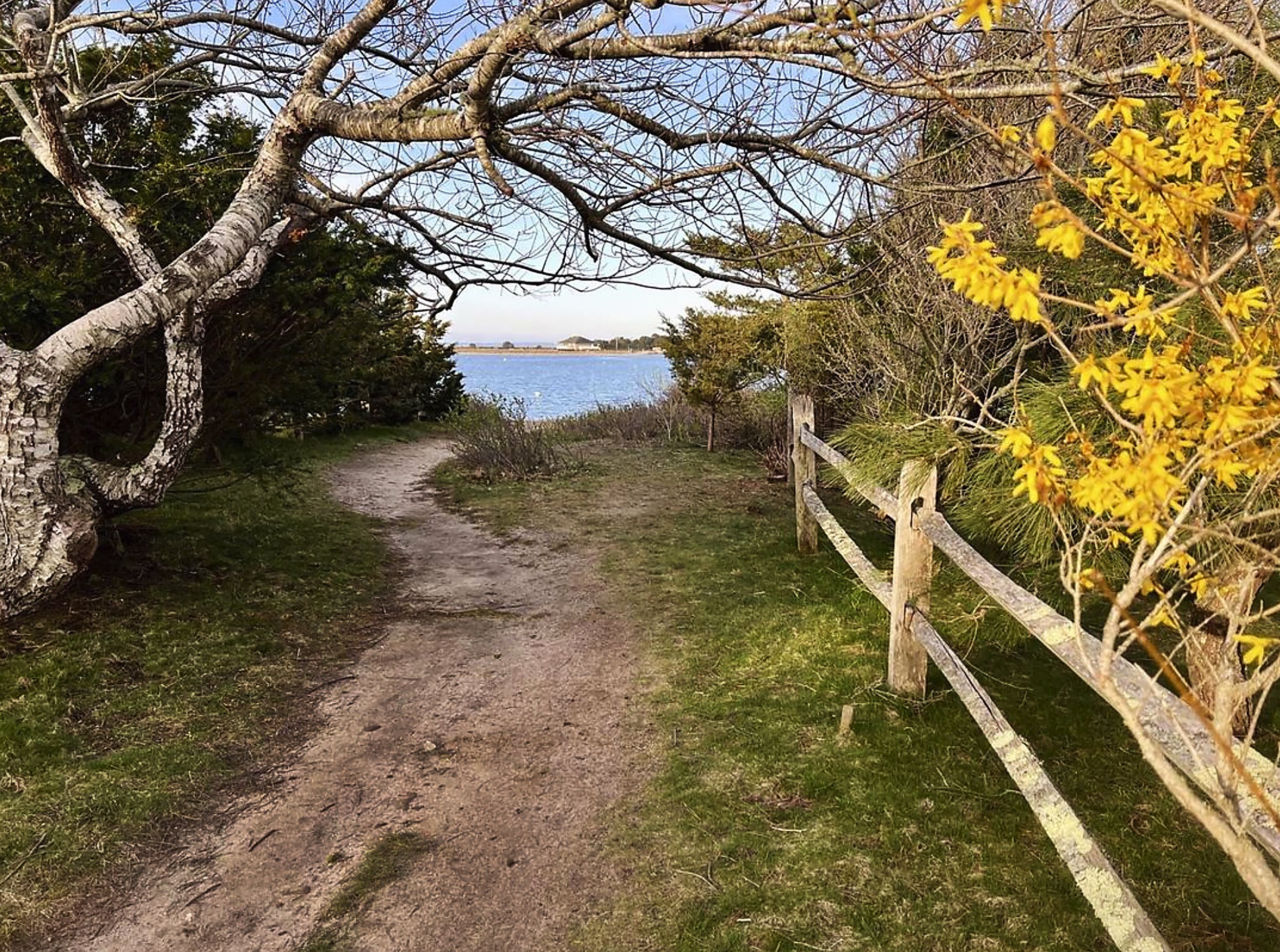 Forsythia Walk, Falmouth MA - Kathleen Casey