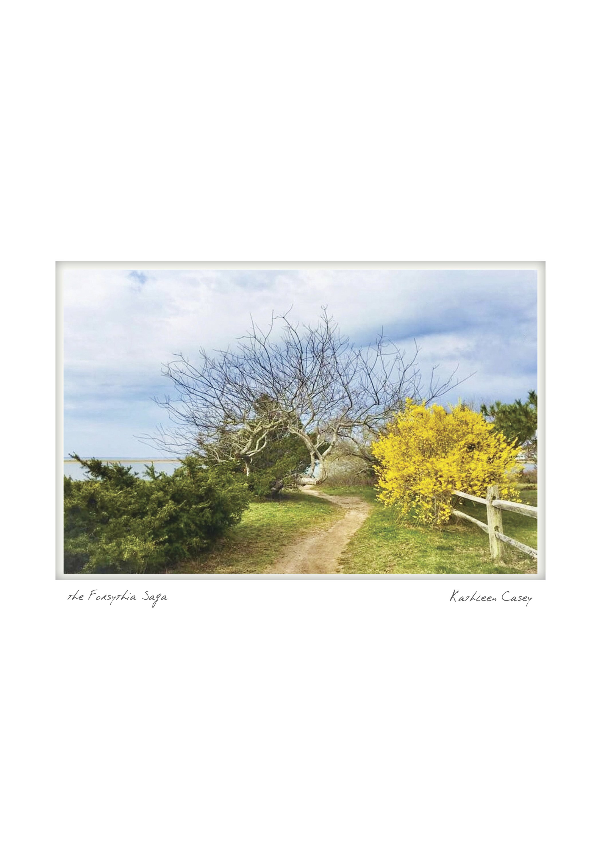 falmouth NOTECARD_5X7_horiz3.jpg