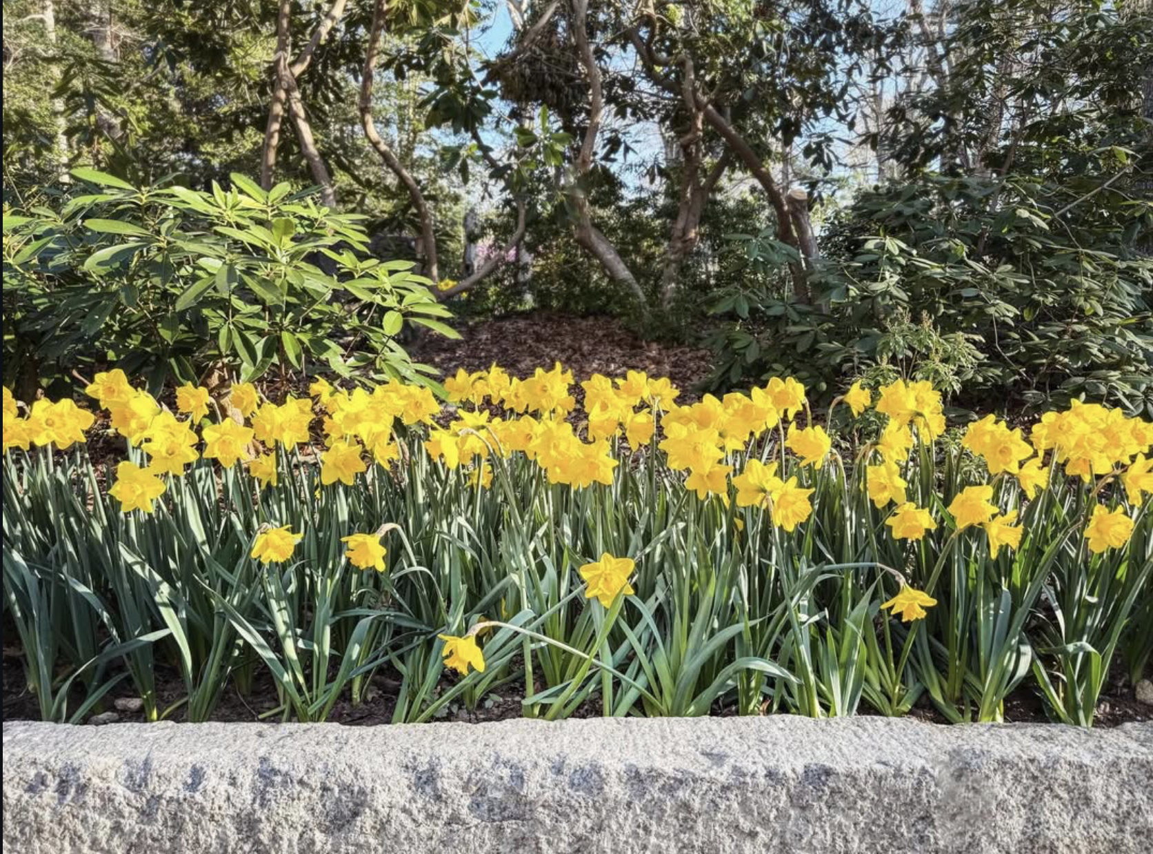 4 spohr gardens casey ig 260525 