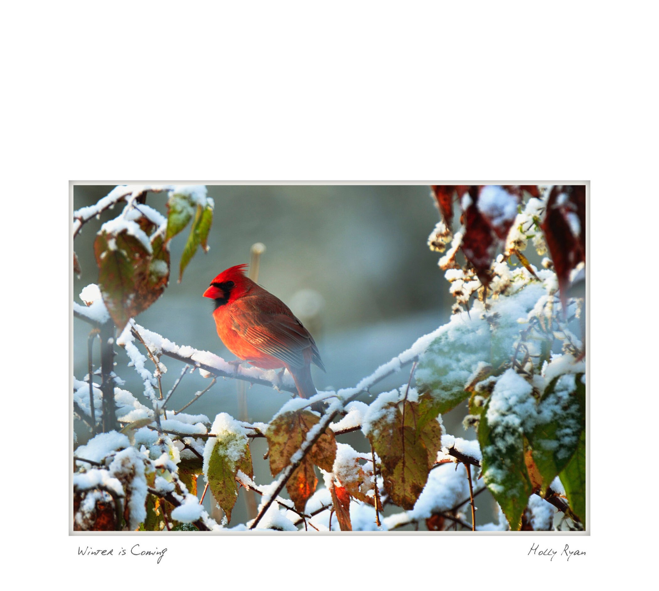 wellfleet_notecrd_5X7_111.jpg