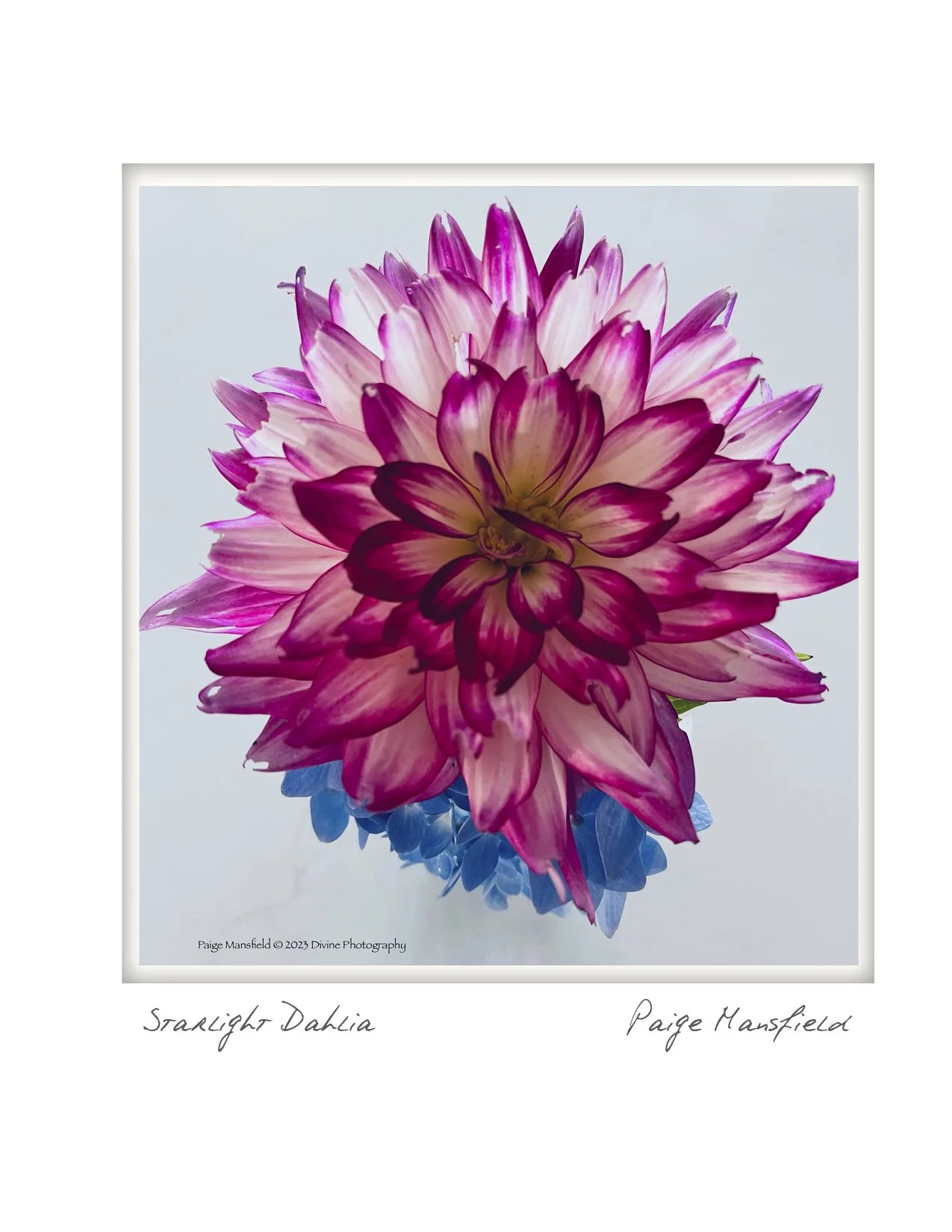 Starlight Dahlia - Paige Mansfield - Cape Cod