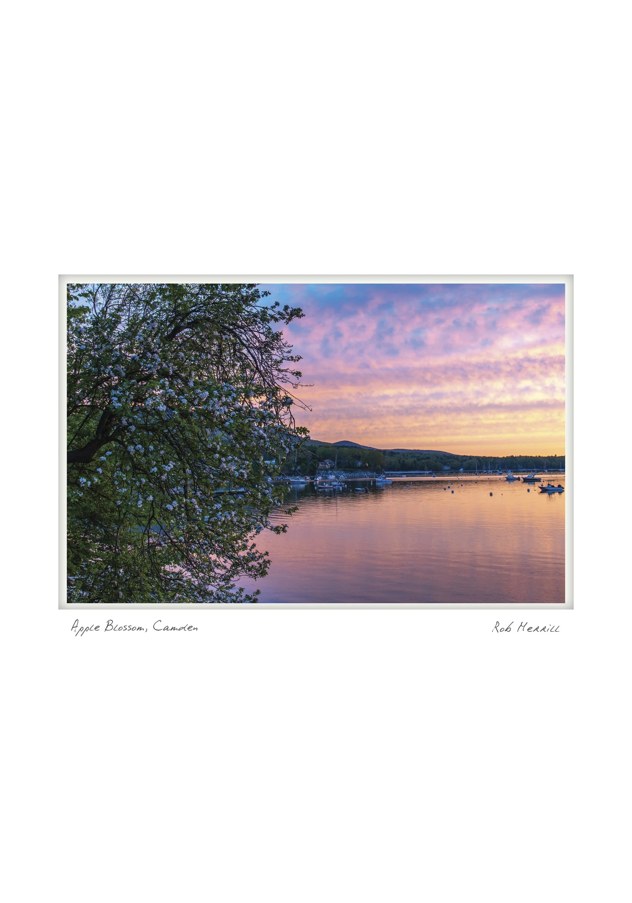 Apple Blossom, Camden  - Rob Merrill - Camden, Maine