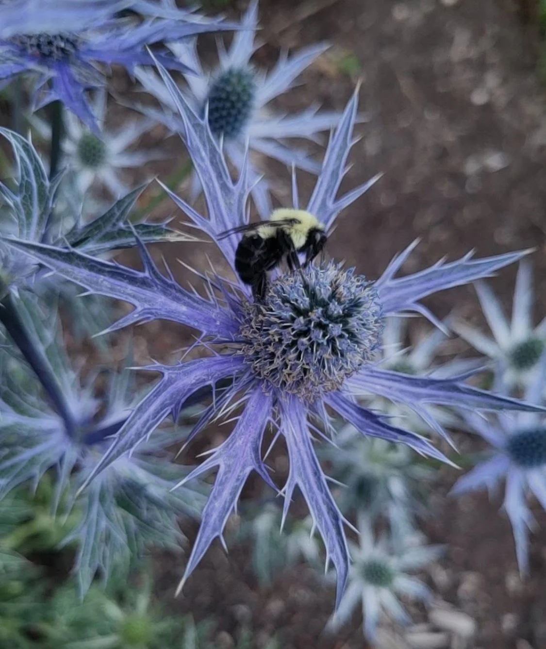 Print - "Bumblebee's Lunch": Photograph by Colby Fish - Thistle