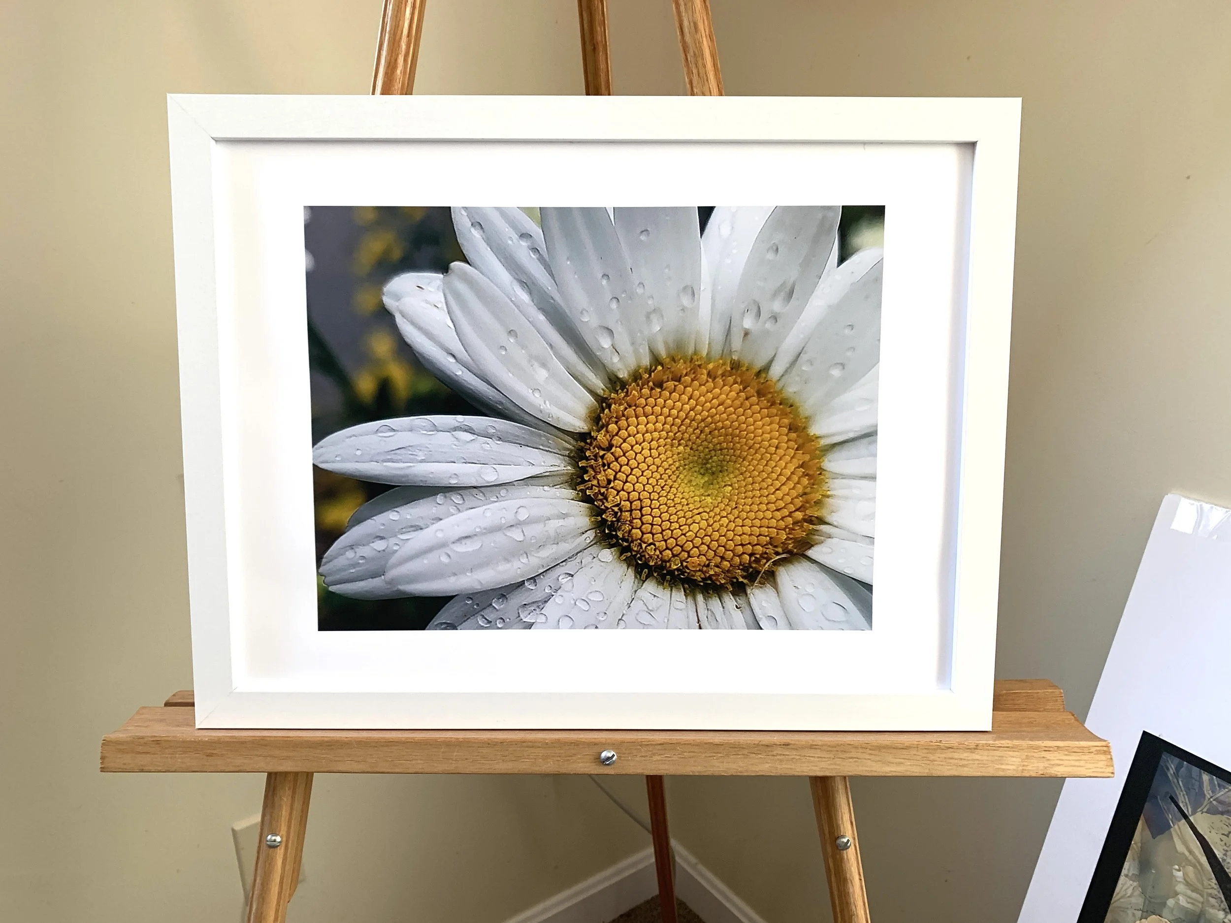 Print - "Dew Drop": Photograph by Colby Fish