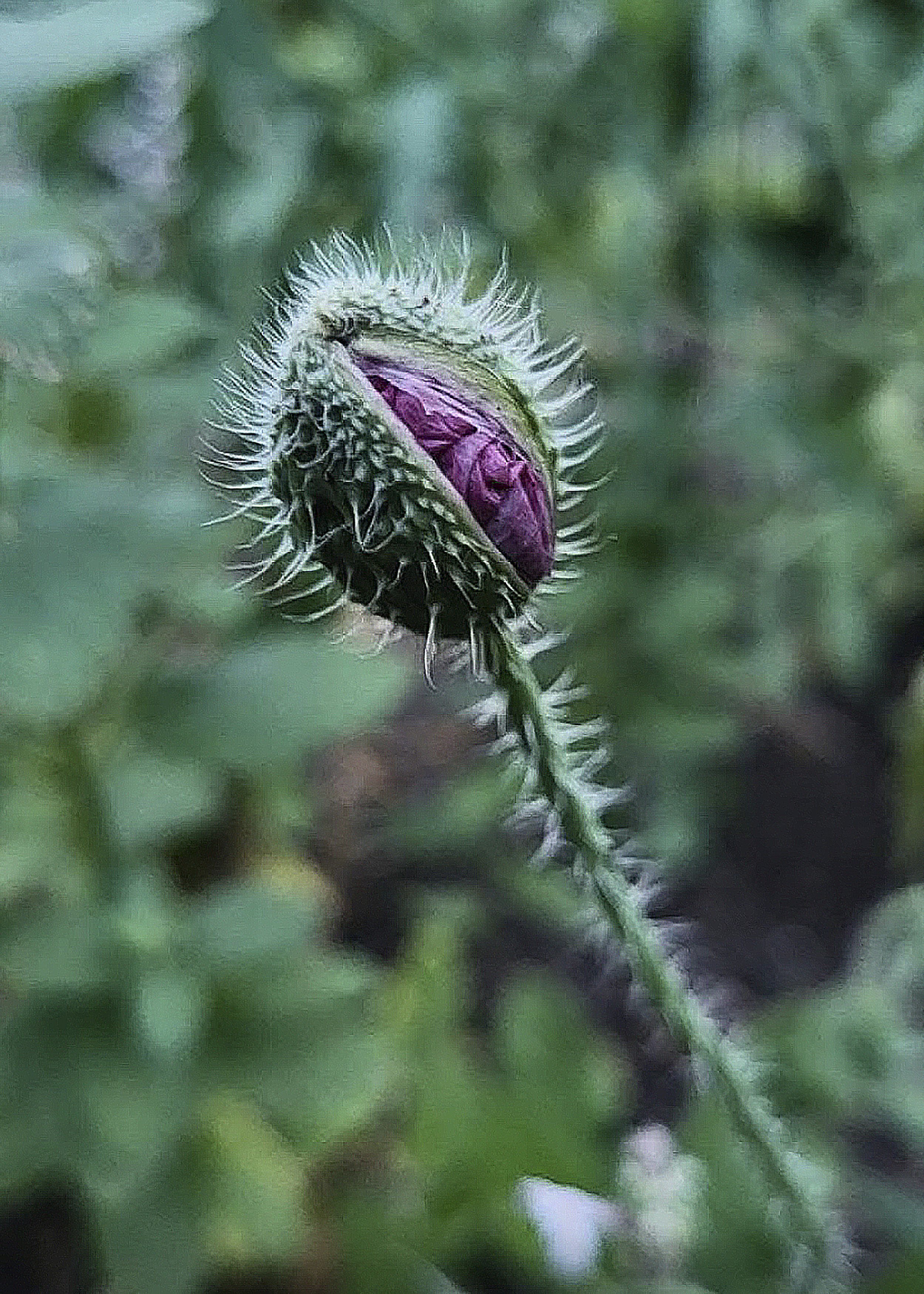 6 ? Poppy Peeling by Colby Fish