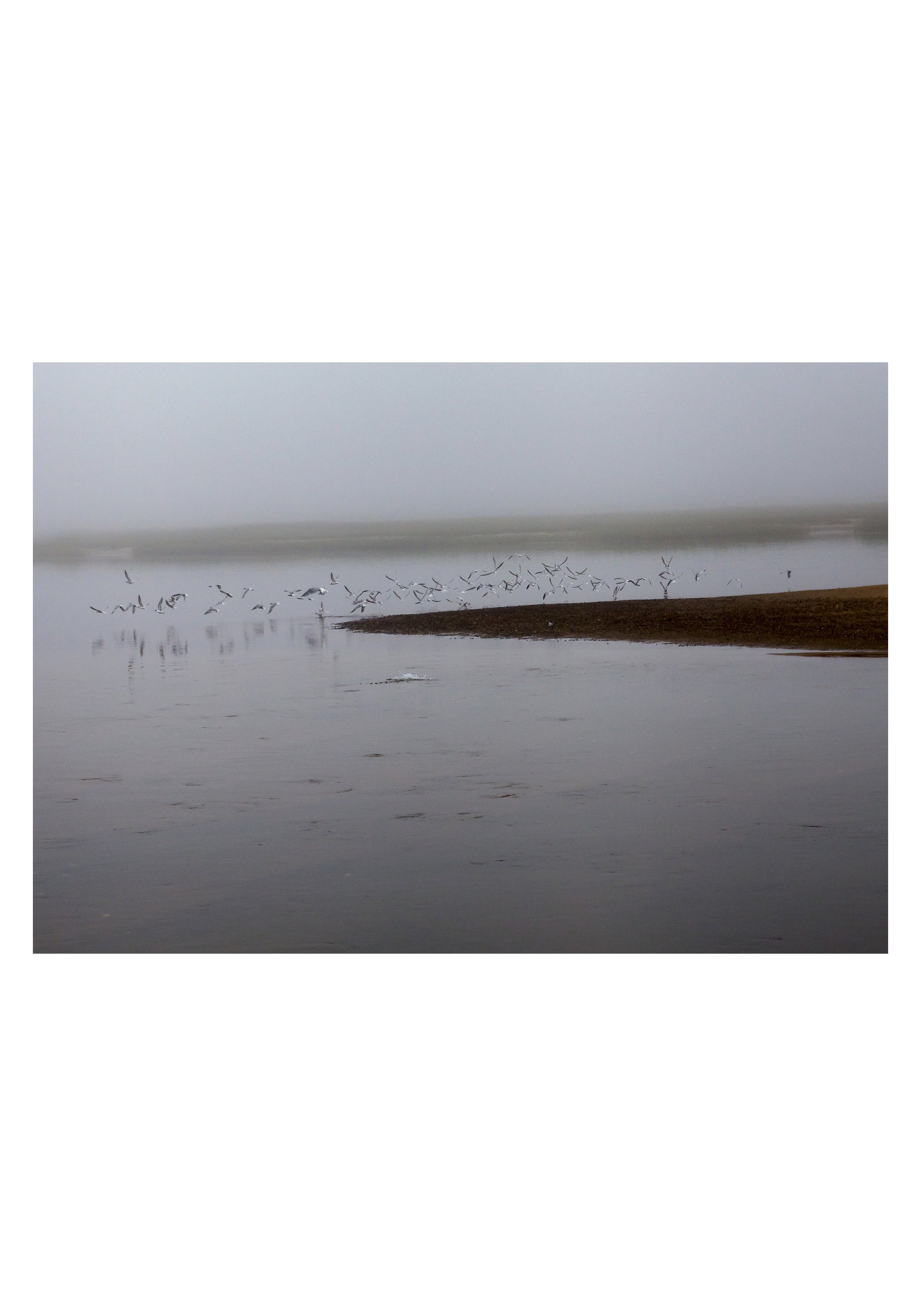 Morning Fog by Julia Cumes - Cape Cod, Massachusetts