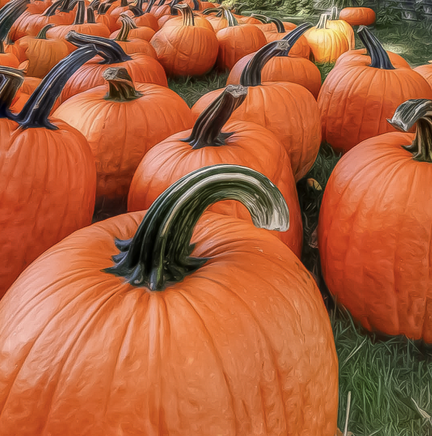 10 pumpkin patch weeks flickr 251028