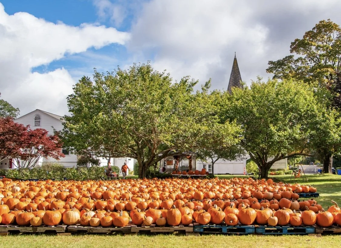 10 9 pumpkin rows weeks 260930