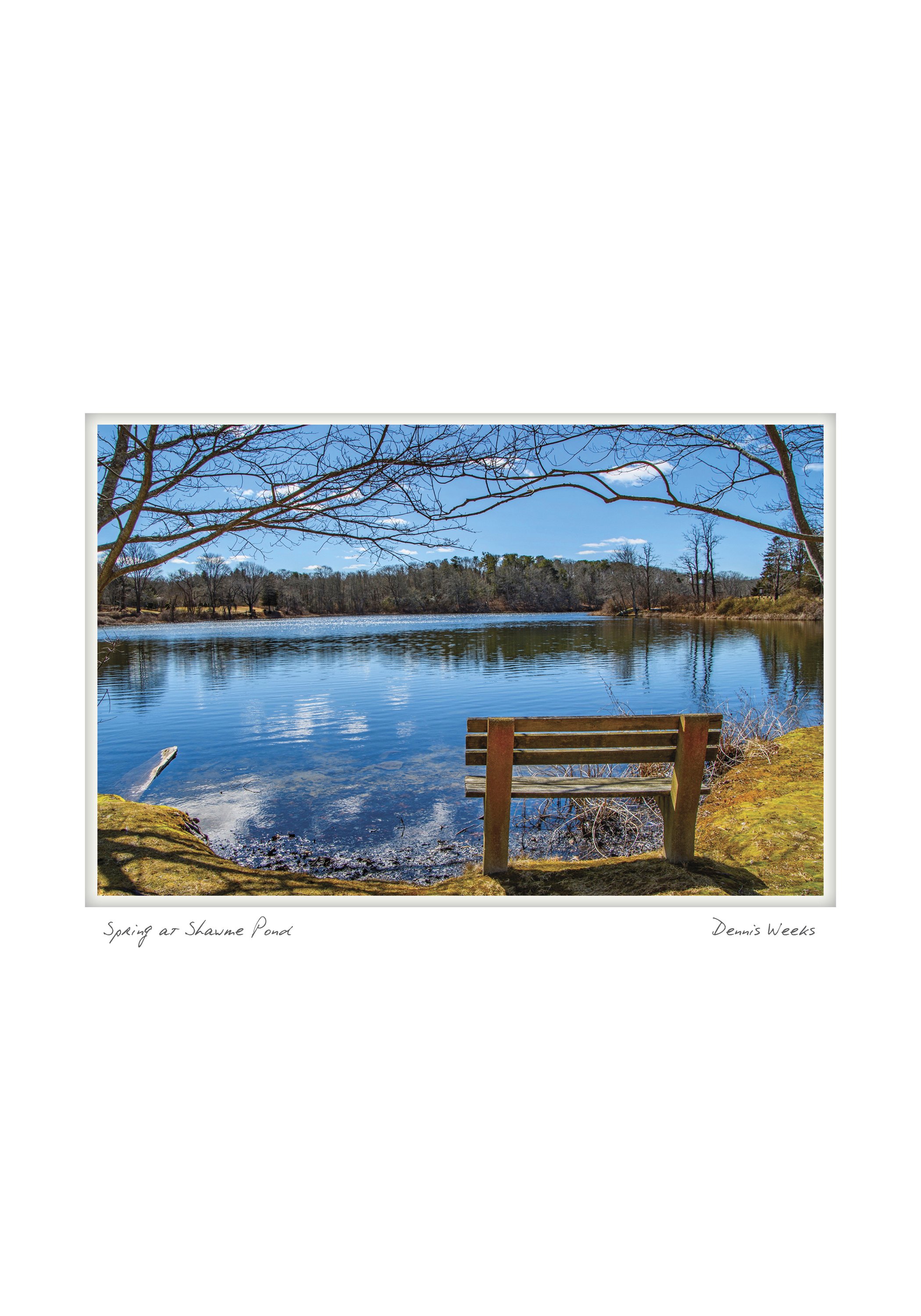 half_spring at shawme pond NOTECARD_5X7_horiz.jpg