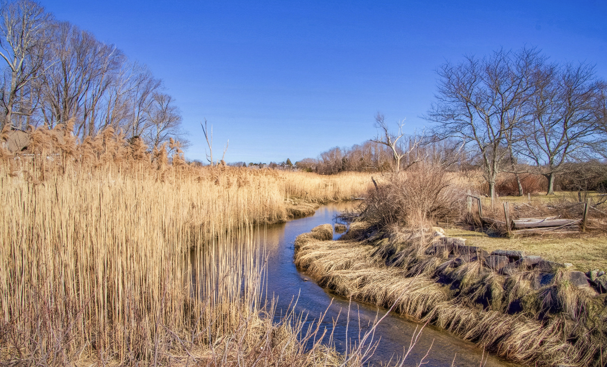 12 mill creek weeks Flickr 121025