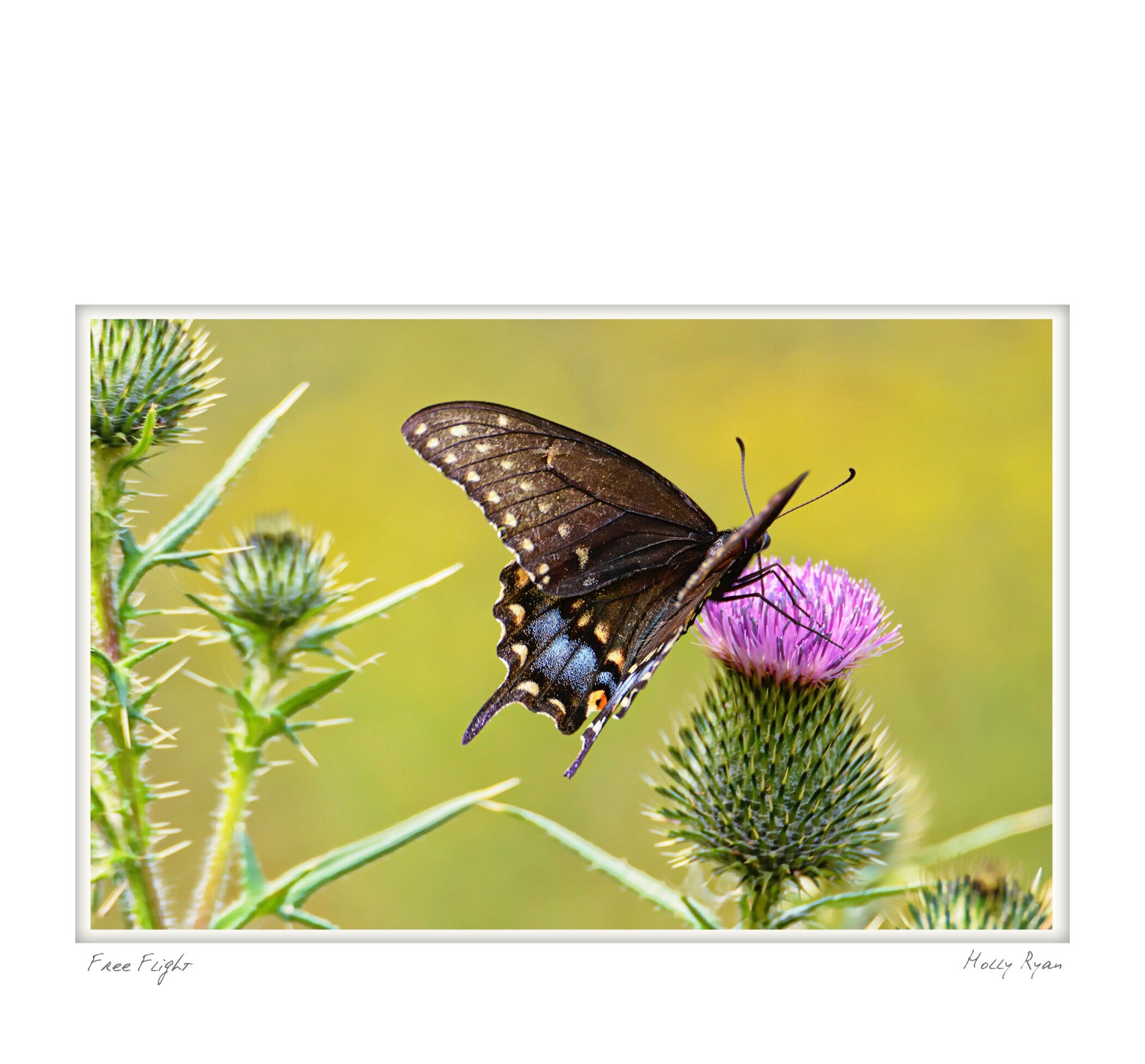 Hollys+Birds+5x710.jpg