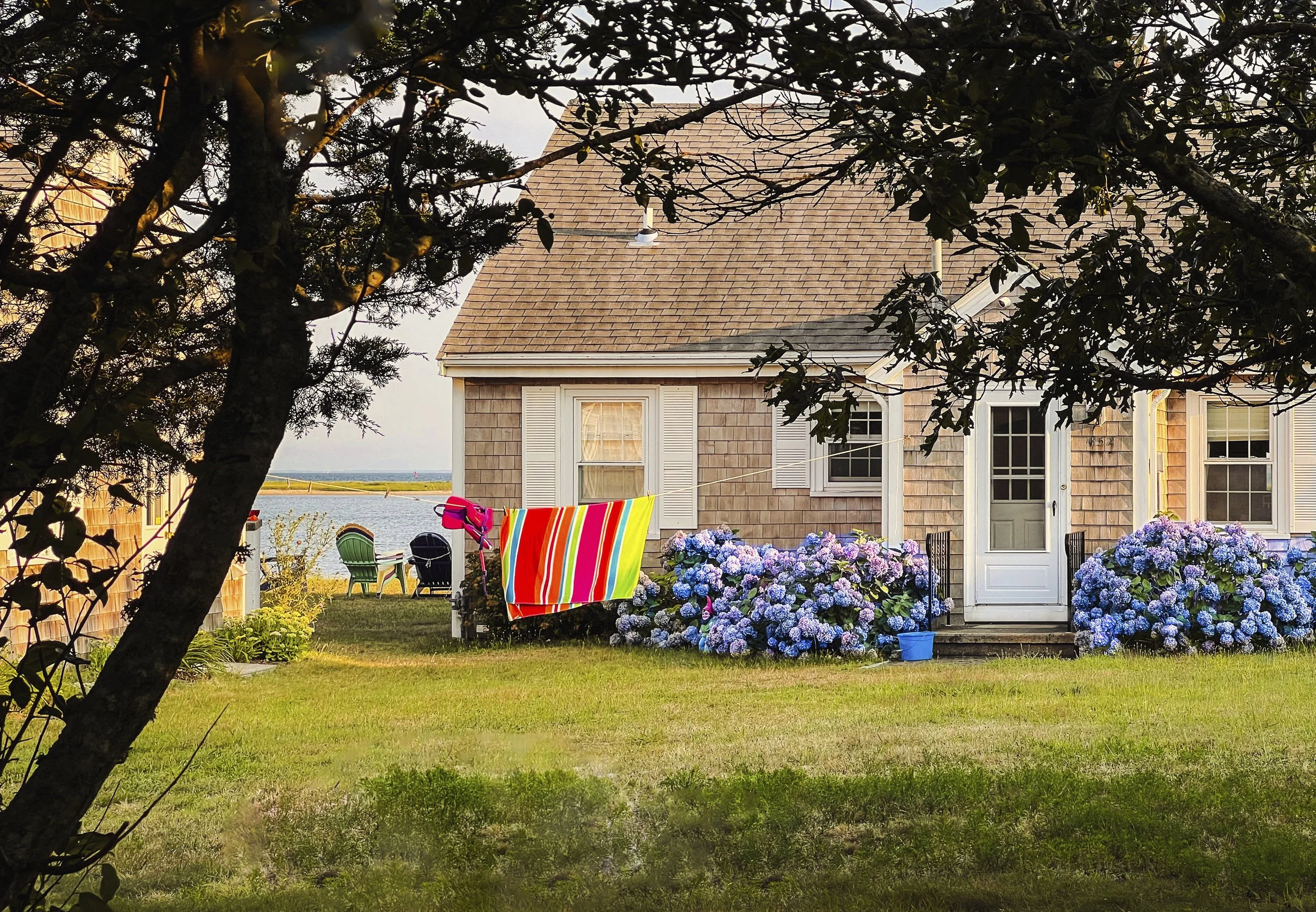 8 summer yard.jpg