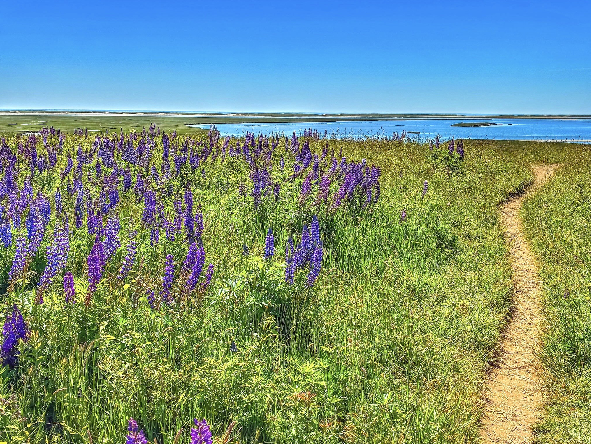 6 fort hill lupines weeks flickr 260603