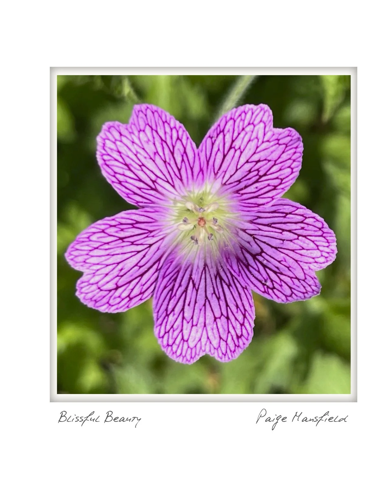 half blissful beauty NOTECARD_4.25x5.5 vertical.jpg