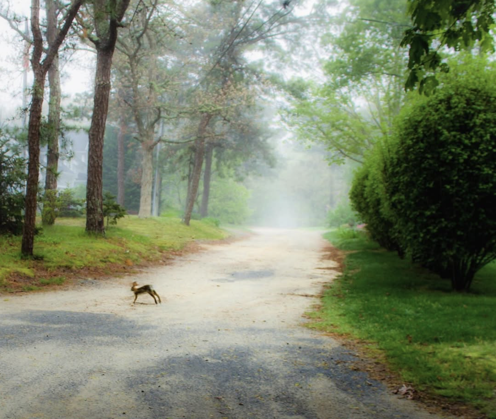 5 morning dream casey ig 260525 