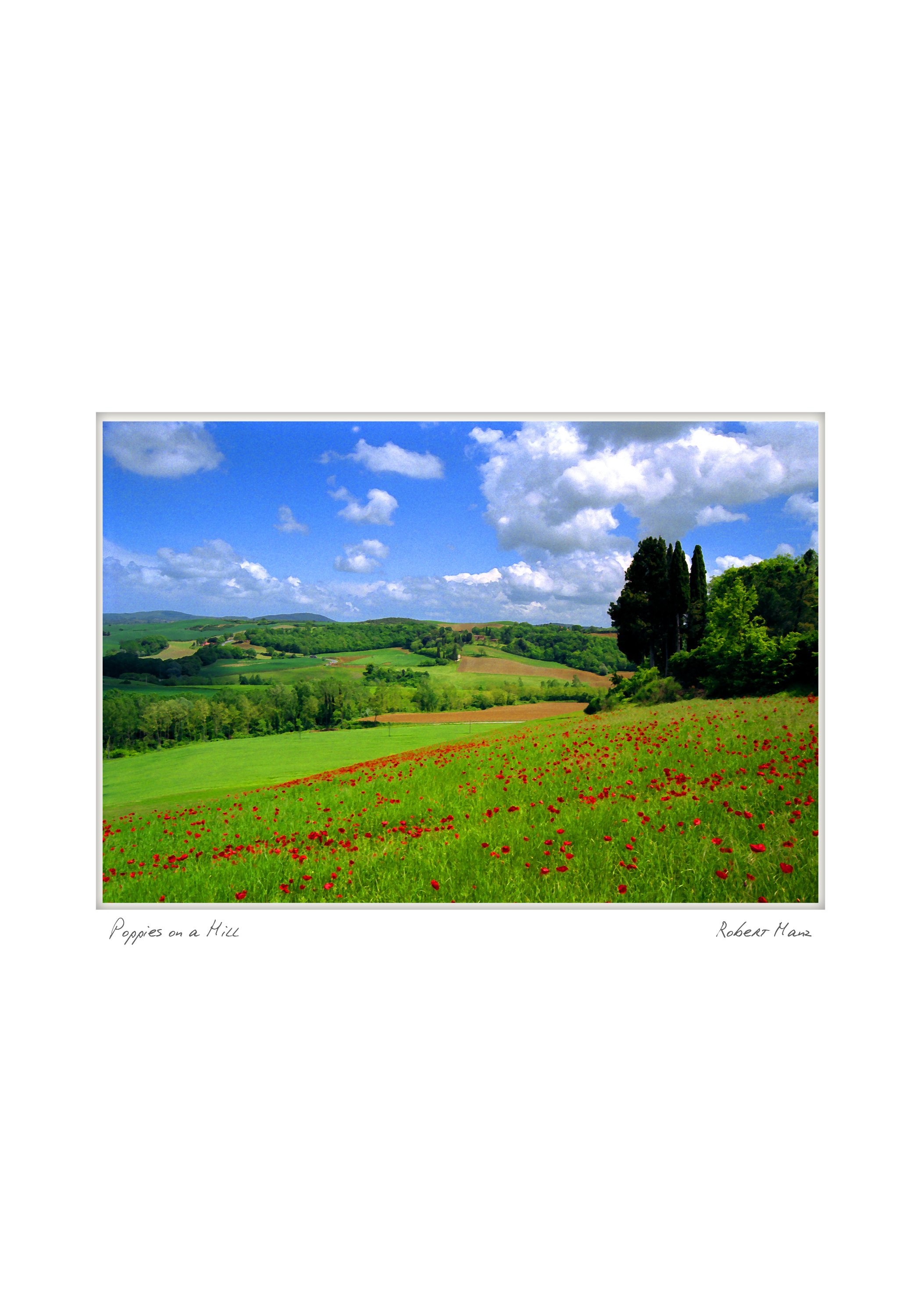 half Poppies on a hill NOTECARD_5X7.jpg