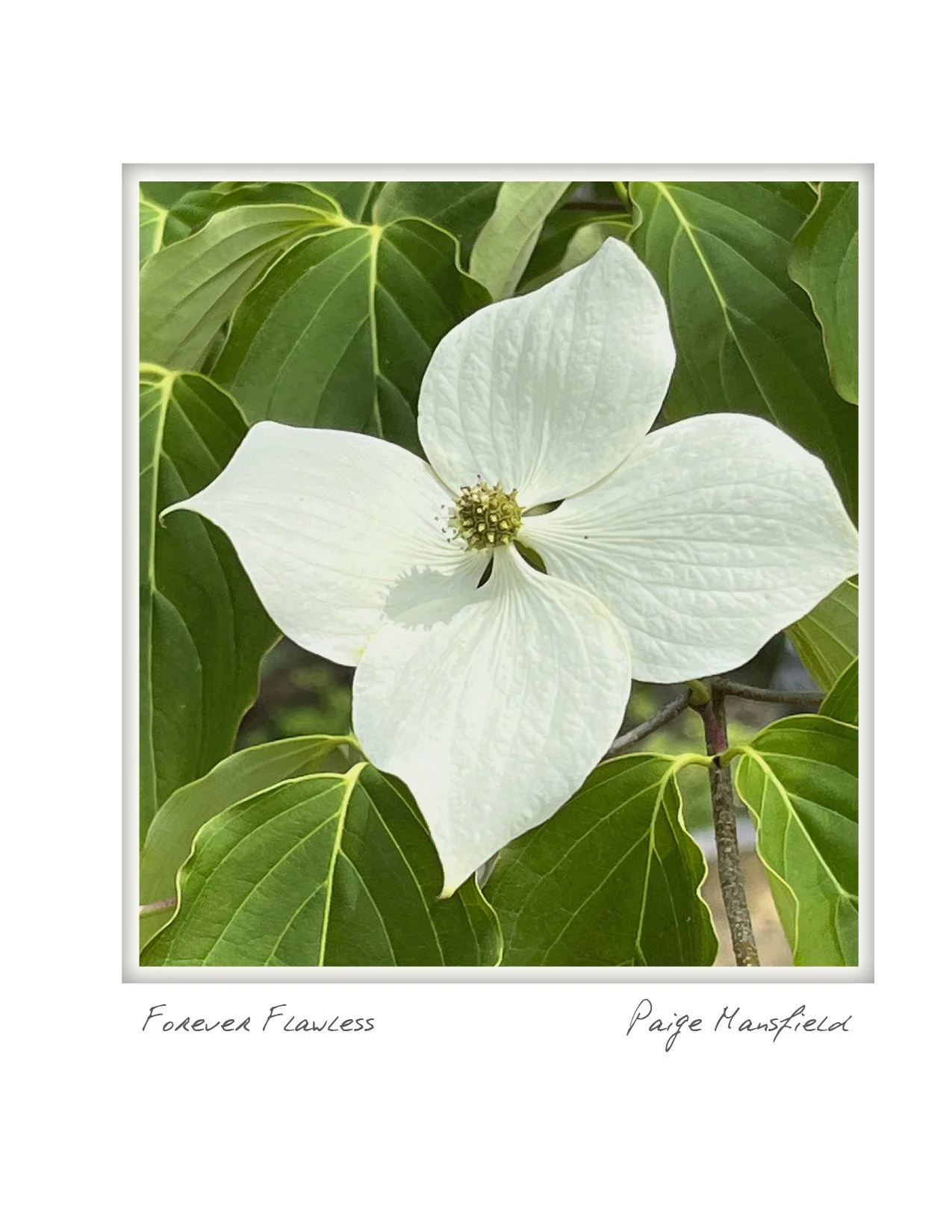 half forever flawless NOTECARD_4.25x5.5 vertical.jpg