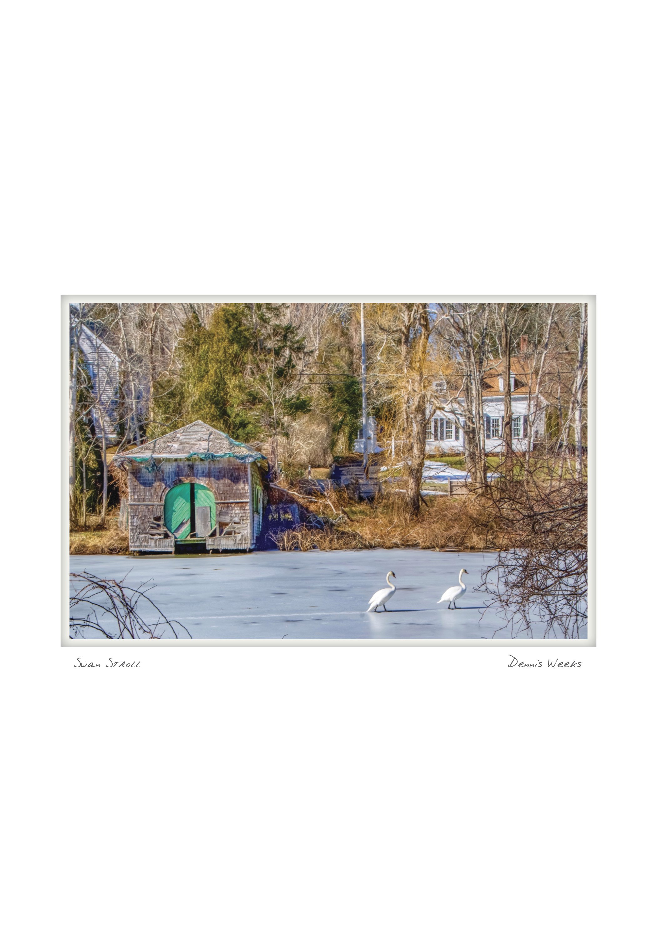 half_swan stroll dennis weeks NOTECARD_5X7_horiz.jpg