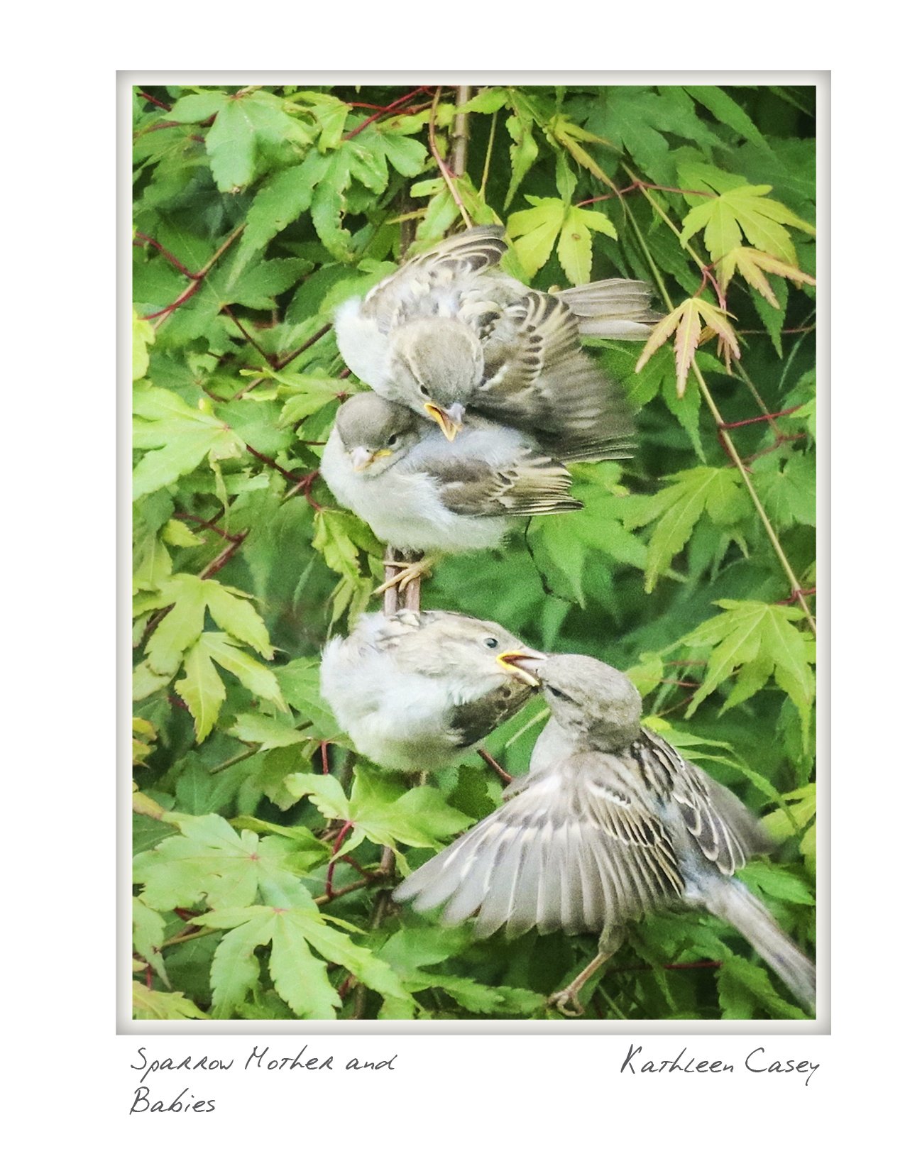 half NOTECARD_4.25x5.5 vertical_no bar code.jpg