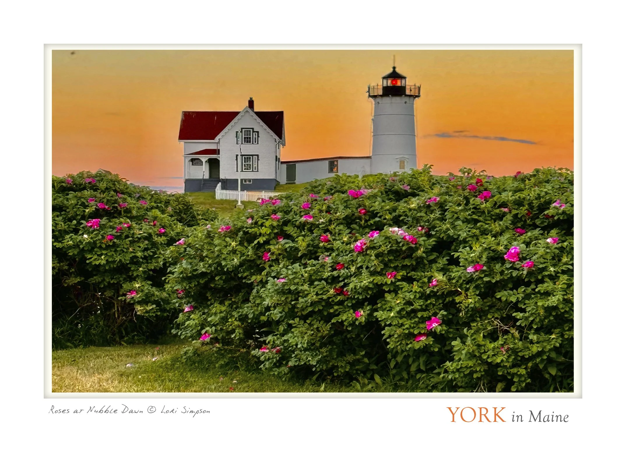 roses at nubble dawn POSTCARD_5X7_2.jpg