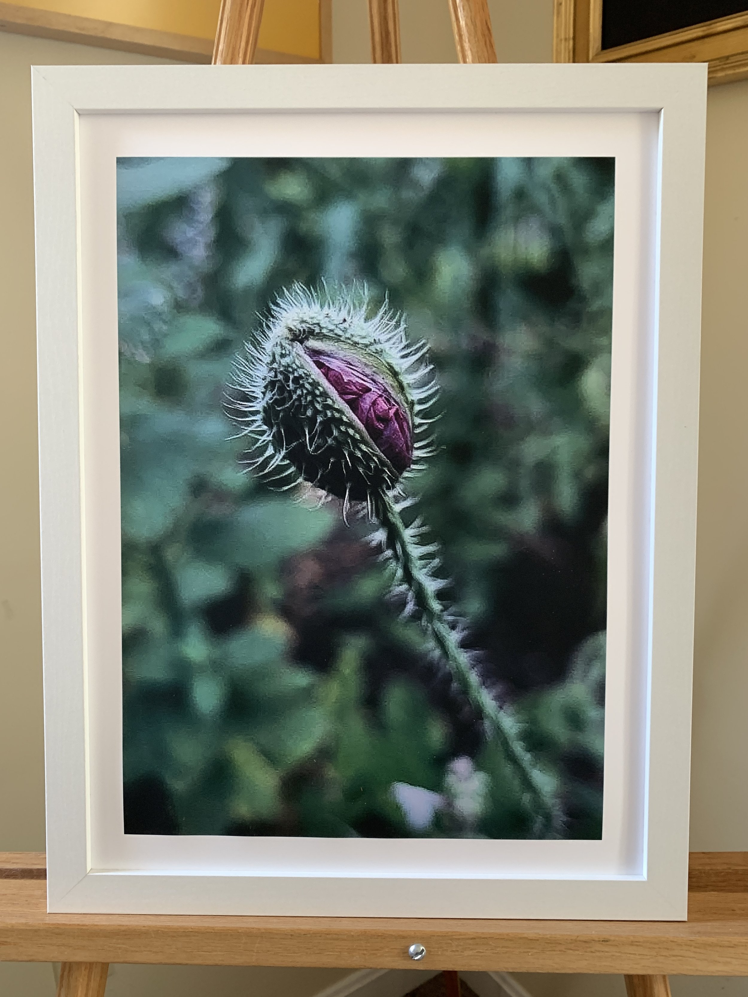 Print - "name???": Photograph by Colby Fish (Copy)