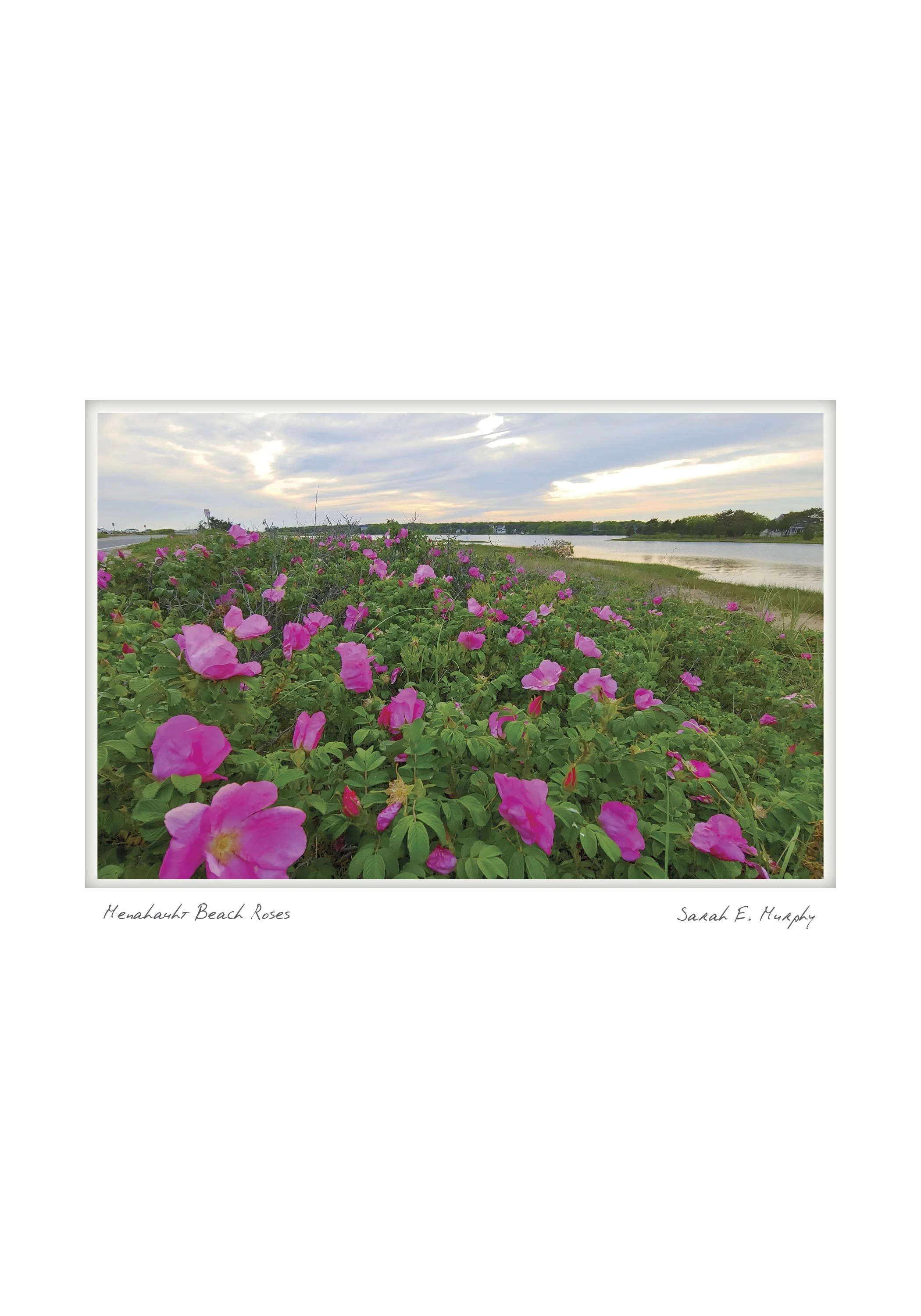Menahaunt Beach Roses by Sarah E. Murphy - Falmouth, Massachusetts