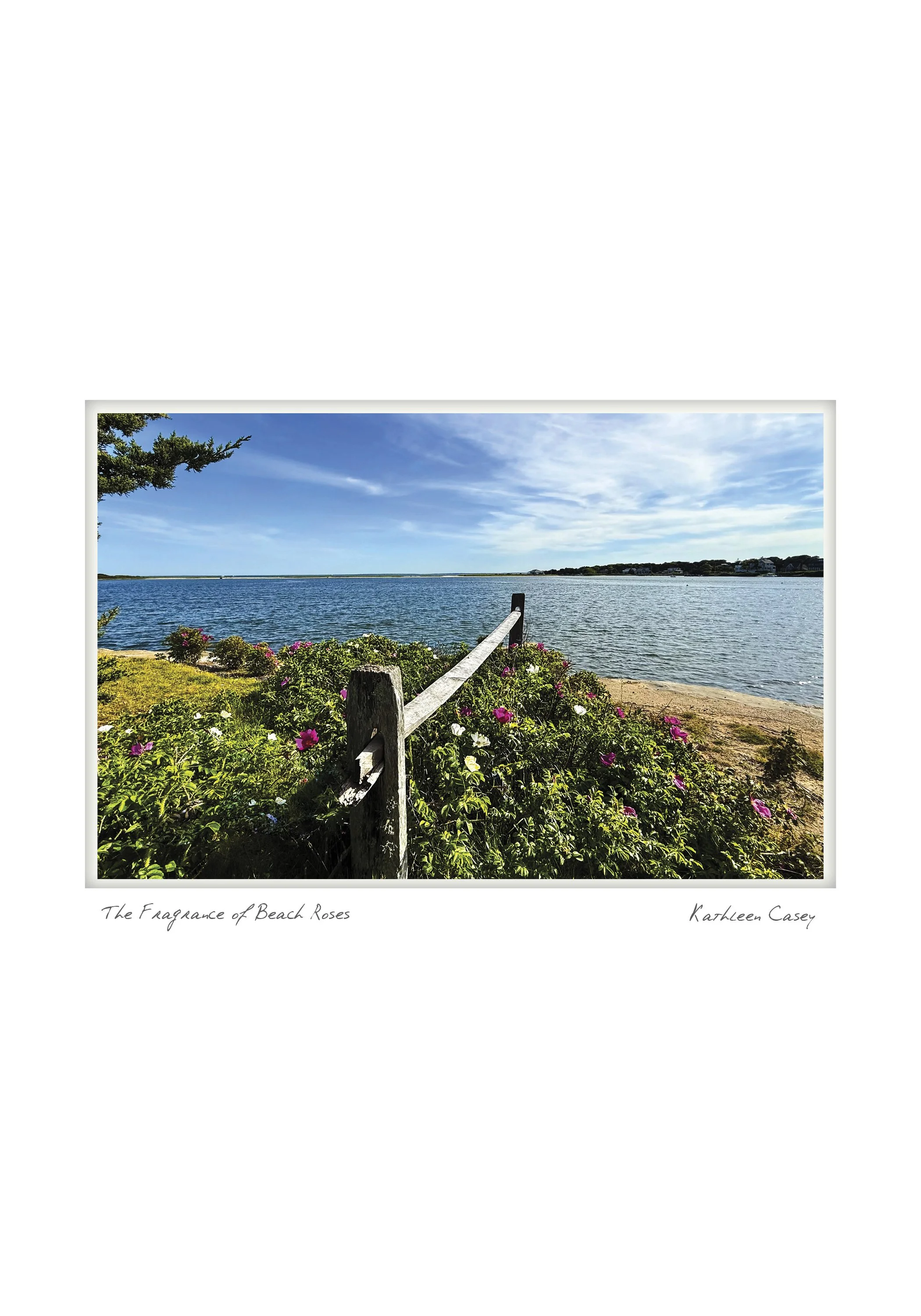 The Fragrance of Beach Roses- Kathleen Casey - Falmouth, Massachusetts